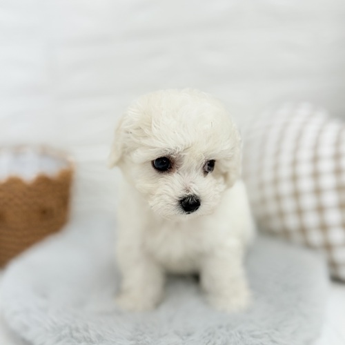 愛知県のビションフリーゼ (犬の家＆猫の里豊川インター店/2025年5月12日生まれ/男の子/ホワイト)の子犬の4枚目の画像