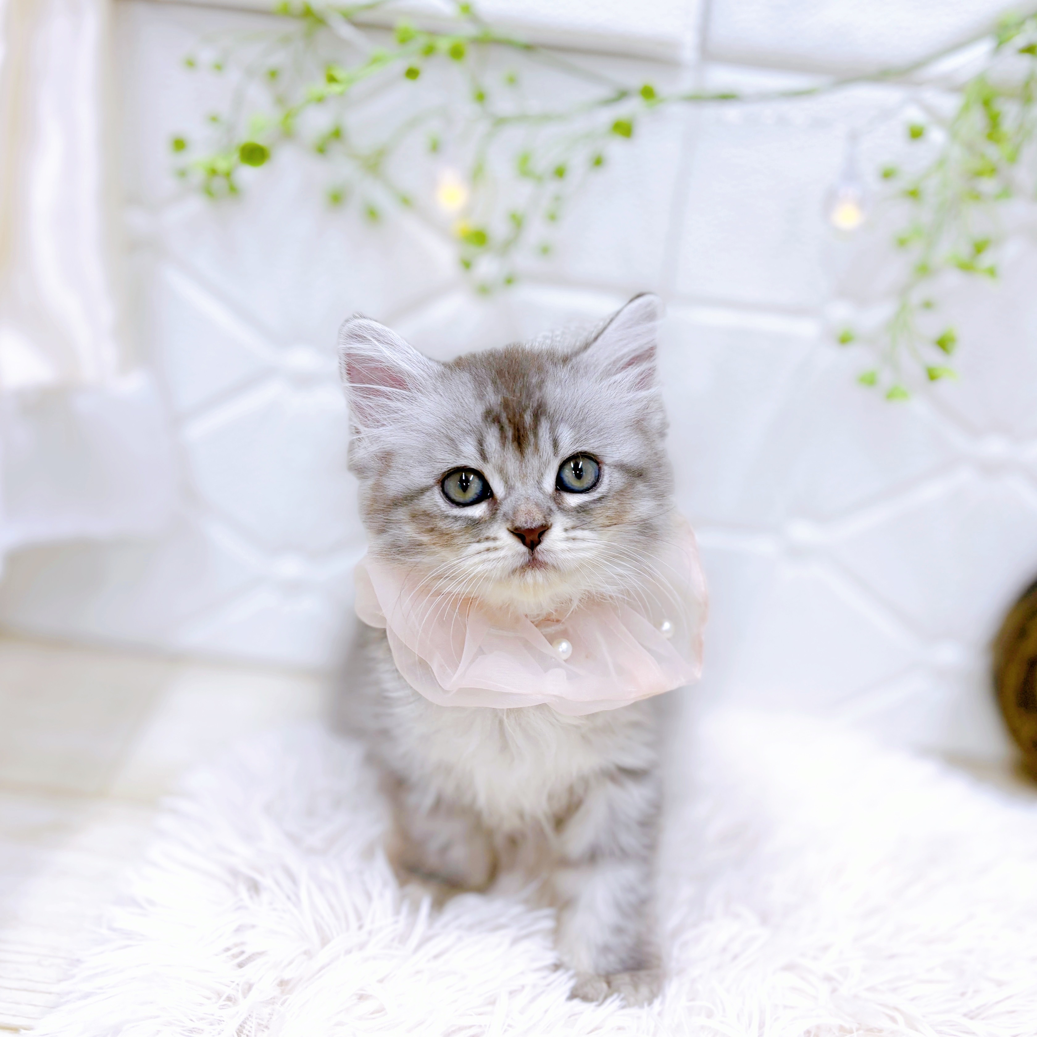 福井県のミヌエット (犬の家＆猫の里アミーゴ福井店/2025年6月7日生まれ/女の子/シルバータビーホワイト)の子猫の1枚目の画像