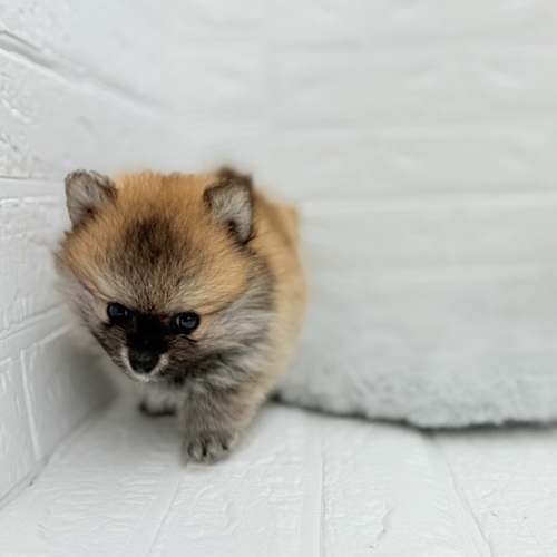 愛知県のポメラニアン (犬の家＆猫の里豊川インター店/2025年5月18日生まれ/男の子/オレンジ)の子犬の4枚目の画像