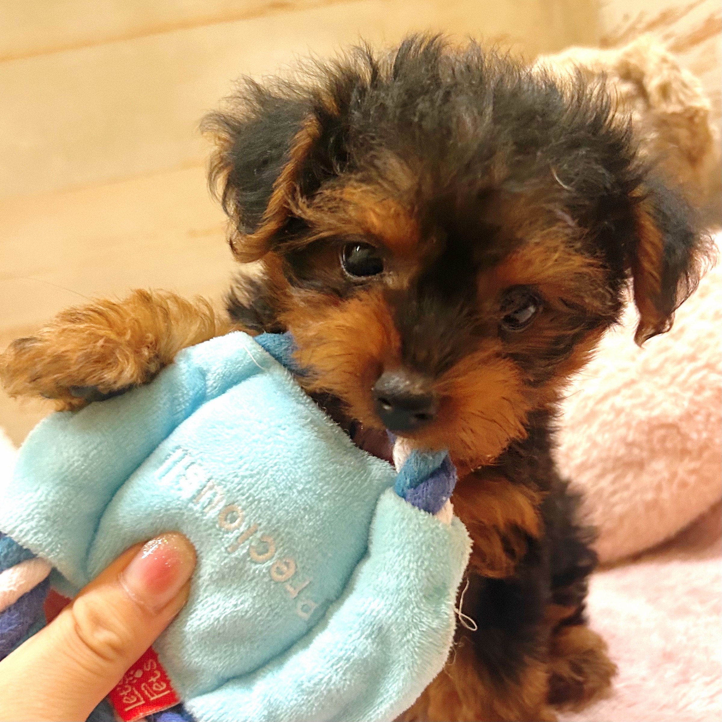 兵庫県のヨープー(ヨークシャーテリア×プードル) (犬の家&猫の里神戸店/2025年8月24日生まれ/男の子/ブラックタン)の子犬の4枚目の画像