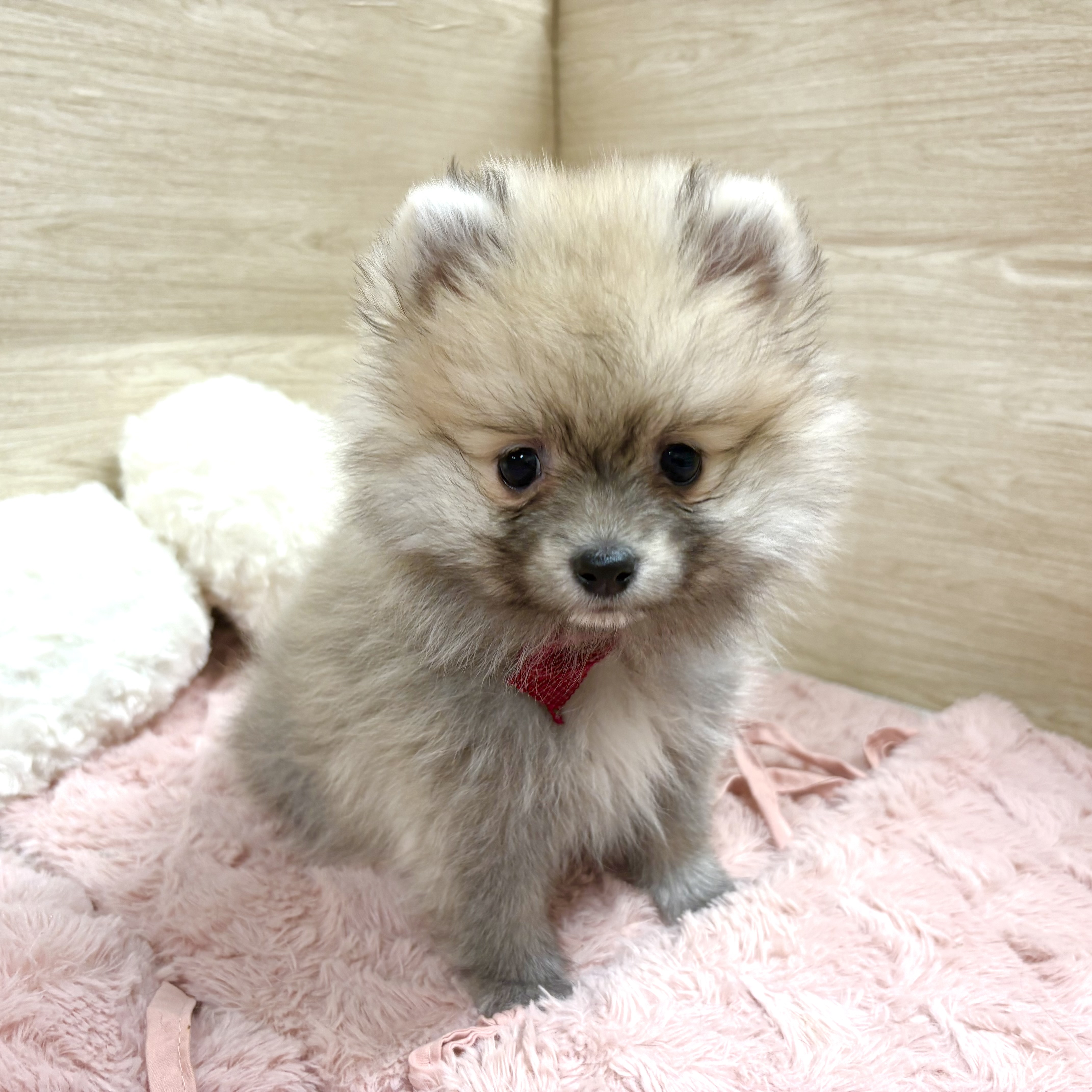 大阪府のポメラニアン (犬の家＆猫の里そよら東岸和田店/2025年11月27日生まれ/女の子/ウルフセーブル)の子犬の4枚目の画像