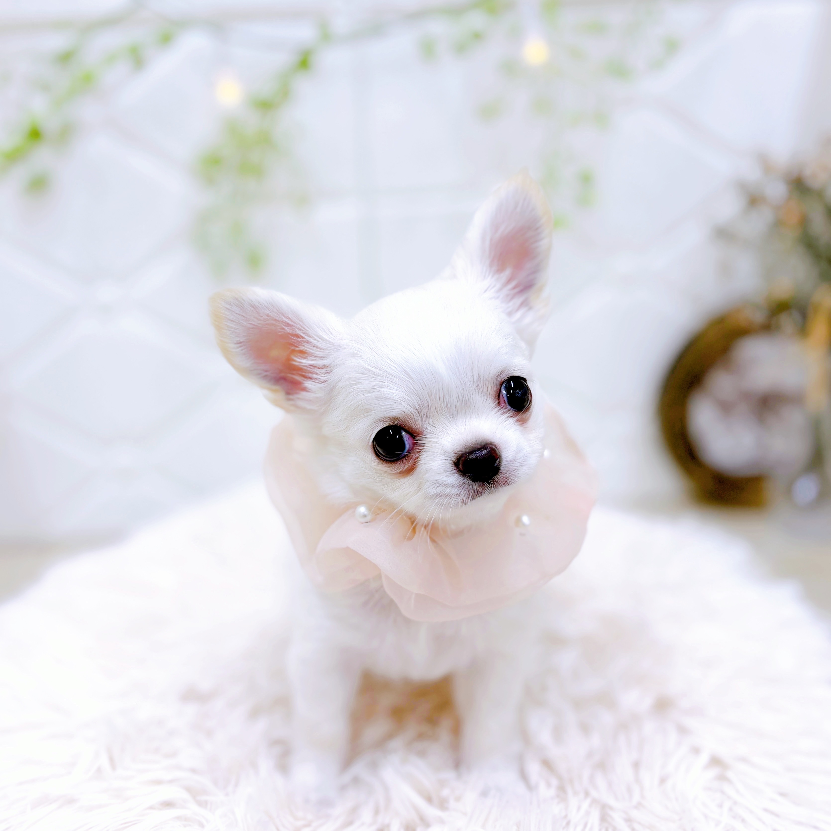 福井県のチワワ(ロング) (犬の家＆猫の里アミーゴ福井店/2025年6月9日生まれ/女の子/ホワイトクリーム)の子犬の4枚目の画像