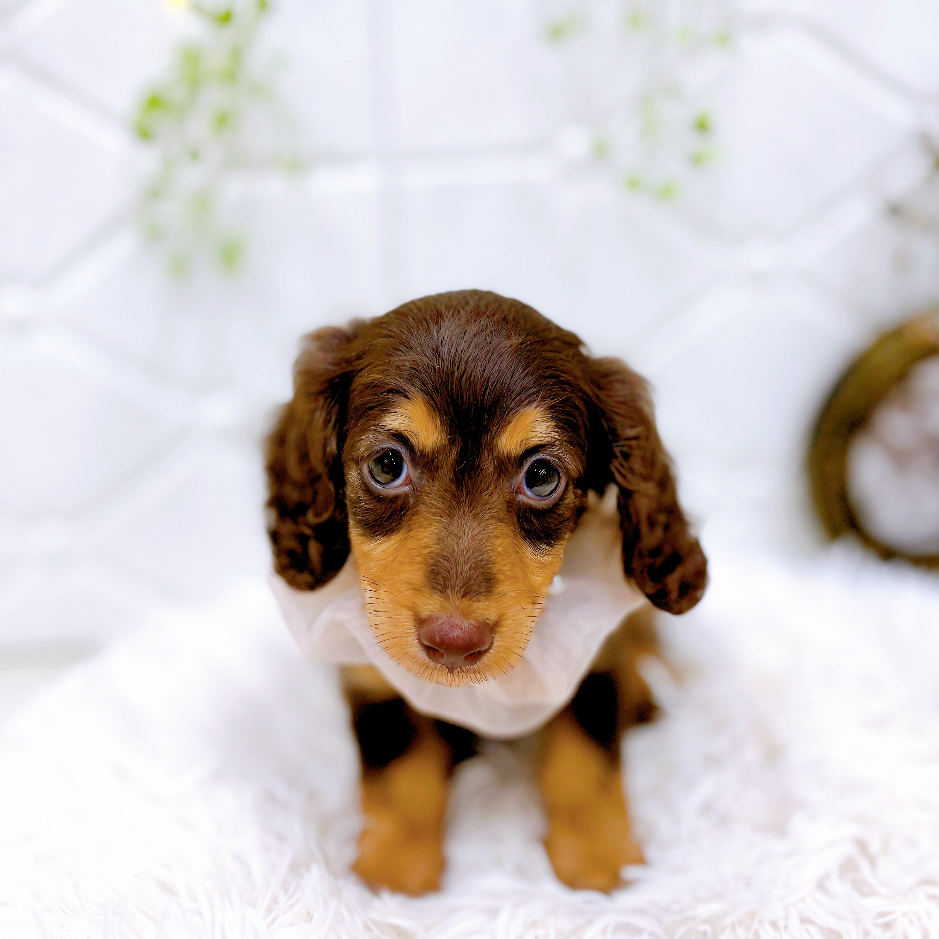 福井県のカニンヘンダックスフンド(ロング) (犬の家＆猫の里アミーゴ福井店/2025年6月6日生まれ/女の子/チョコレートタン)の子犬の4枚目の画像