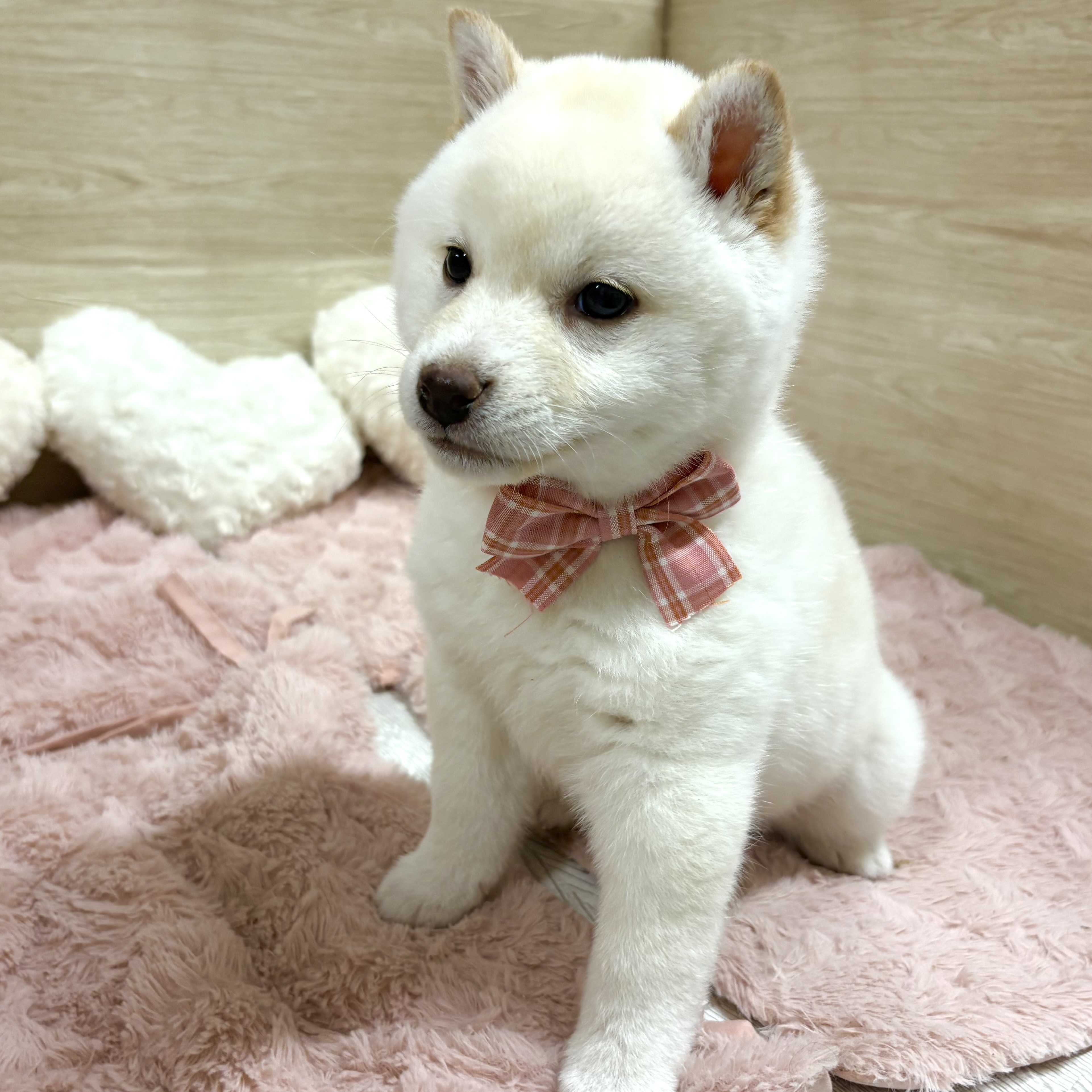 大阪府の柴犬(標準サイズ) (犬の家＆猫の里そよら東岸和田店/2025年11月25日生まれ/女の子/白)の子犬の4枚目の画像