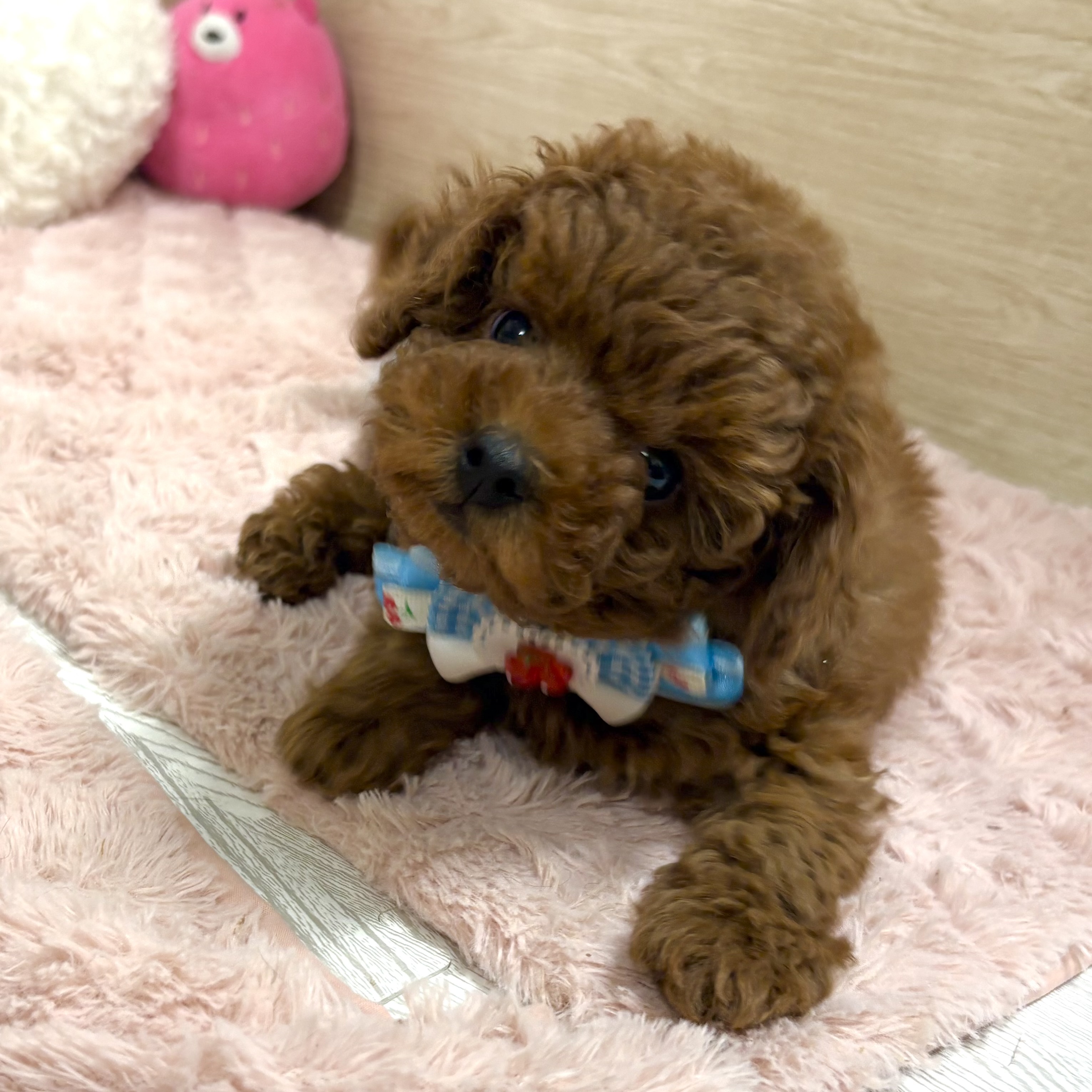 大阪府のトイプードル(トイ) (犬の家＆猫の里そよら東岸和田店/2025年11月29日生まれ/女の子/レッドフォーン)の子犬の4枚目の画像