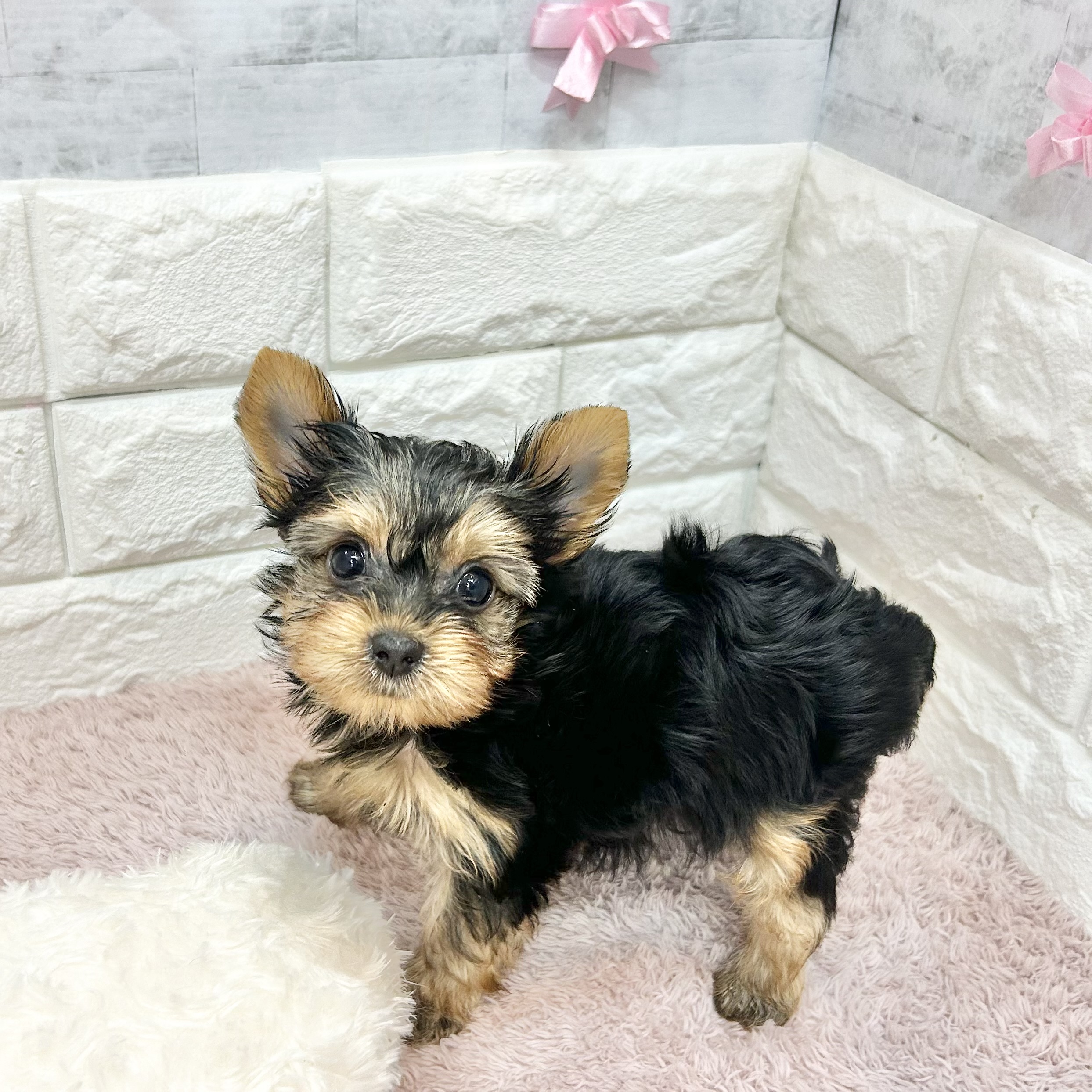 静岡県のヨークシャーテリア (犬の家＆猫の里プレ葉ウォーク浜北店/2026年4月28日生まれ/女の子/スチールブルータン)の子犬の4枚目の画像