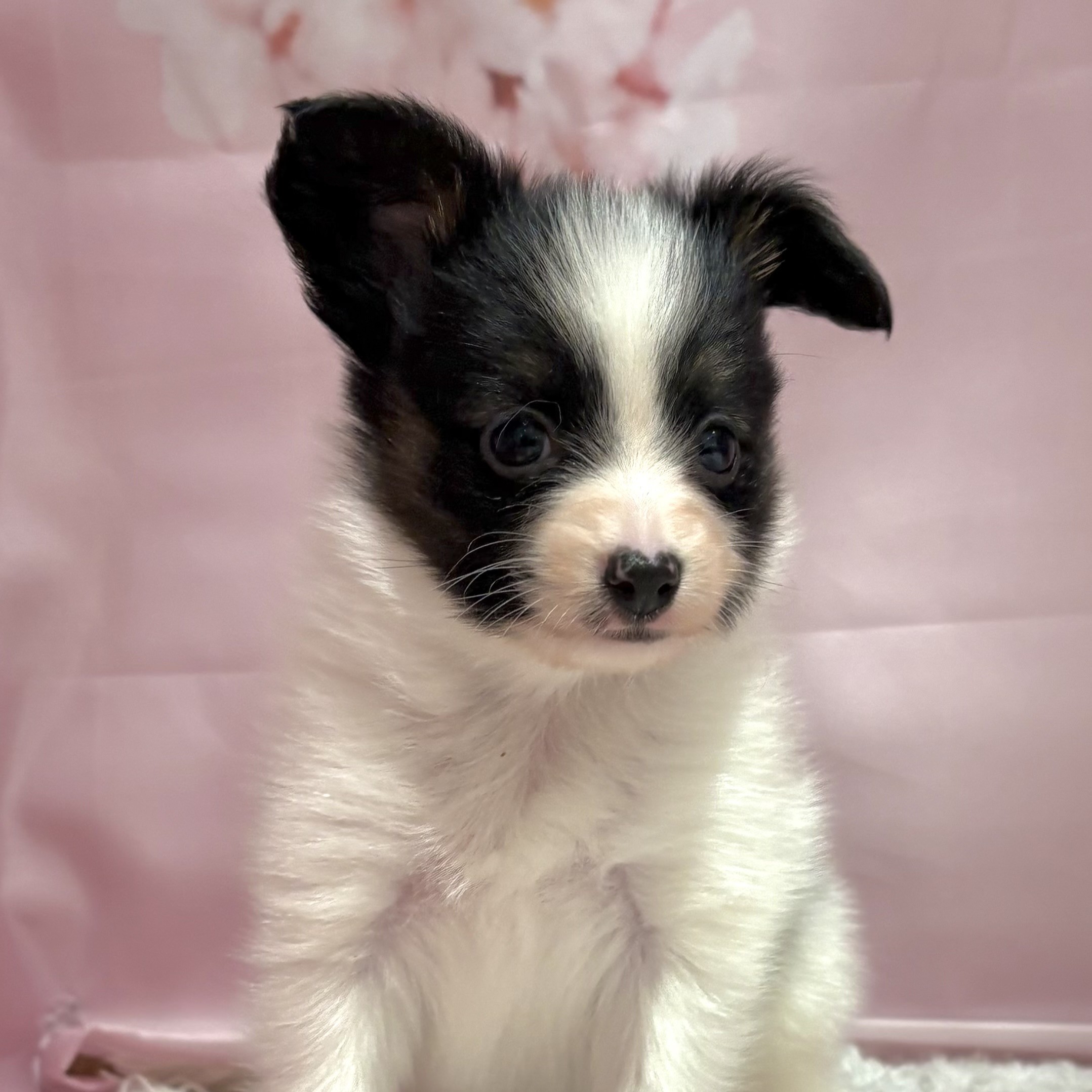 福岡県のパピヨン (犬の家＆猫の里トリアス久山店/2026年2月3日生まれ/男の子/ホワイトブラック)の子犬の4枚目の画像