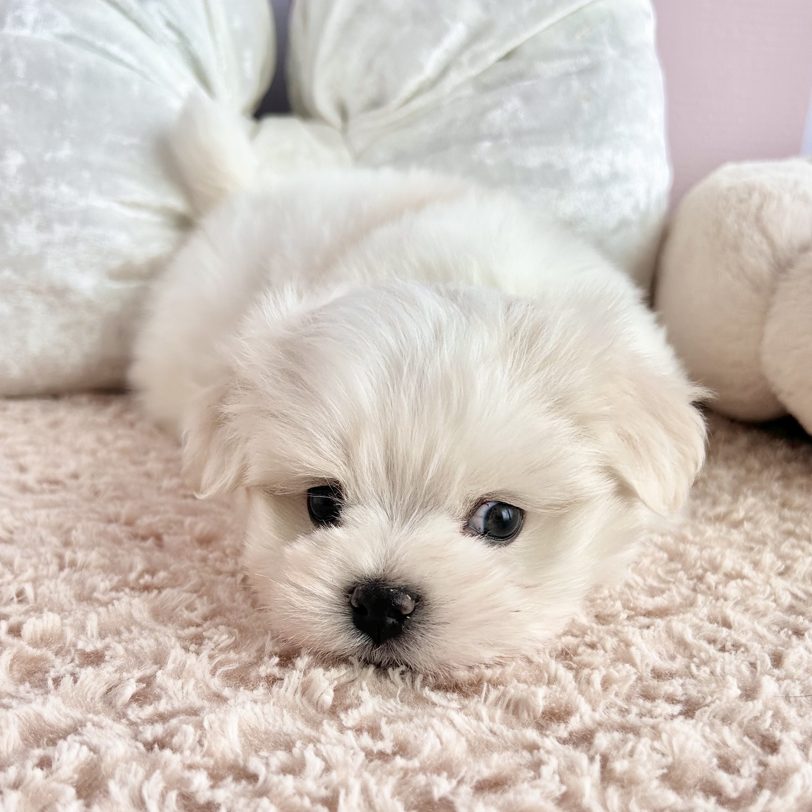 岡山県のマルチーズ (犬の家＆猫の里倉敷中庄店/2025年11月8日生まれ/男の子/ホワイト)の子犬の4枚目の画像