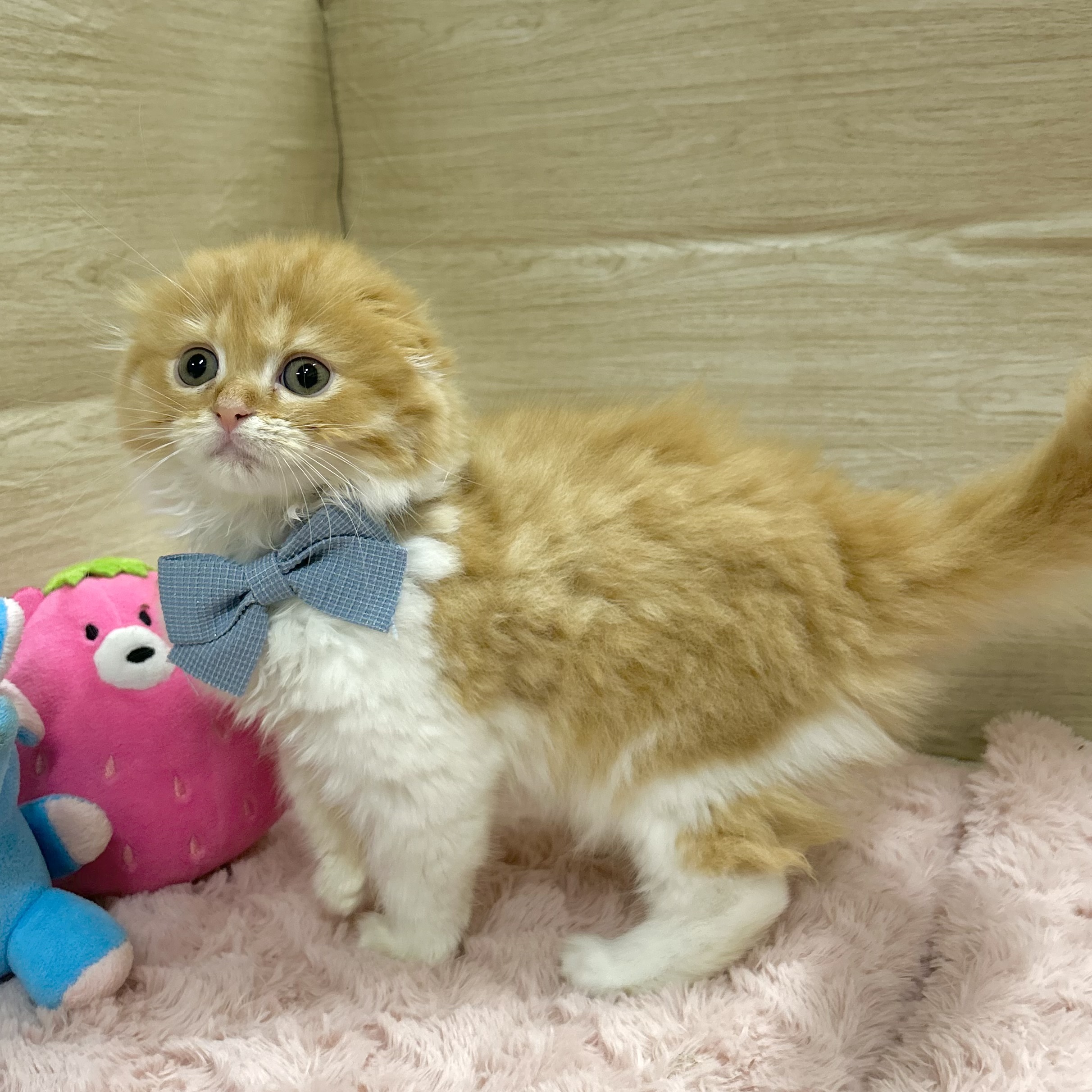 大阪府のスコティッシュフォールド (犬の家＆猫の里そよら東岸和田店/2025年8月30日生まれ/男の子/レッドタビーホワイト)の子猫の4枚目の画像