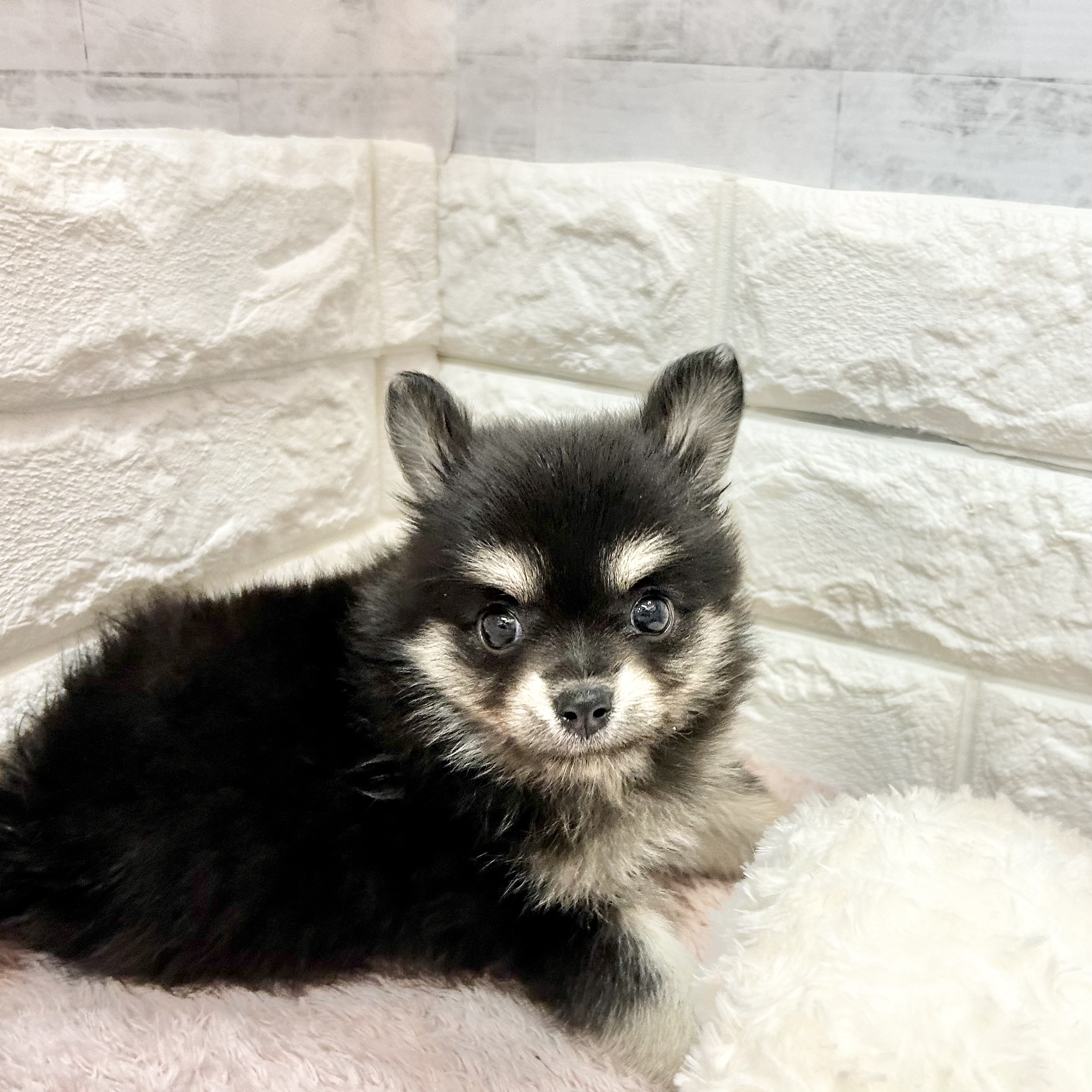 静岡県のポメチワ/チワポメ/ポメチー(ポメラニアン×チワワ) (犬の家＆猫の里プレ葉ウォーク浜北店/2026年5月3日生まれ/女の子/ブラックタン)の子犬の4枚目の画像