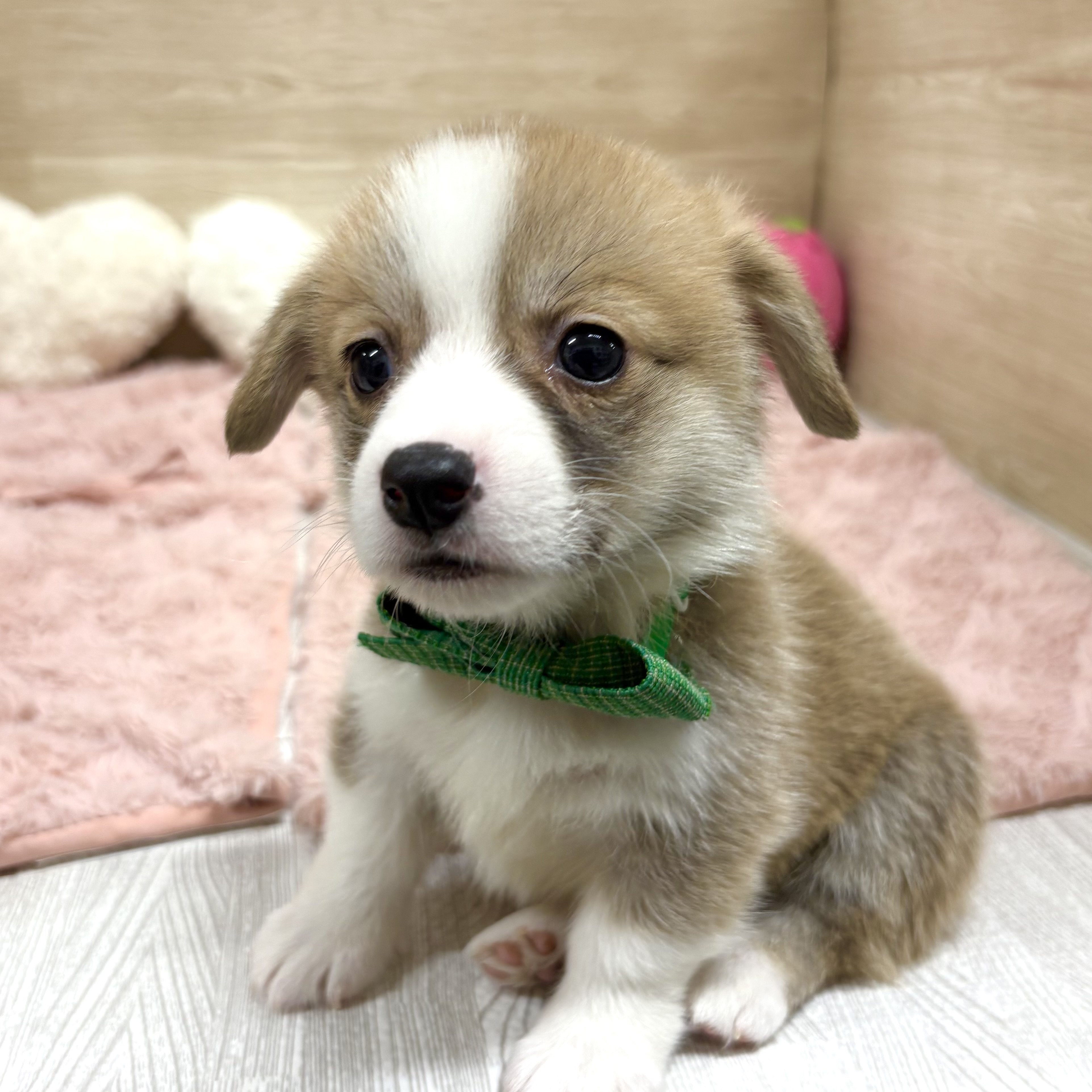 大阪府のウェルシュコーギーペンブローク (犬の家＆猫の里そよら東岸和田店/2025年12月6日生まれ/男の子/セーブルホワイト)の子犬の4枚目の画像