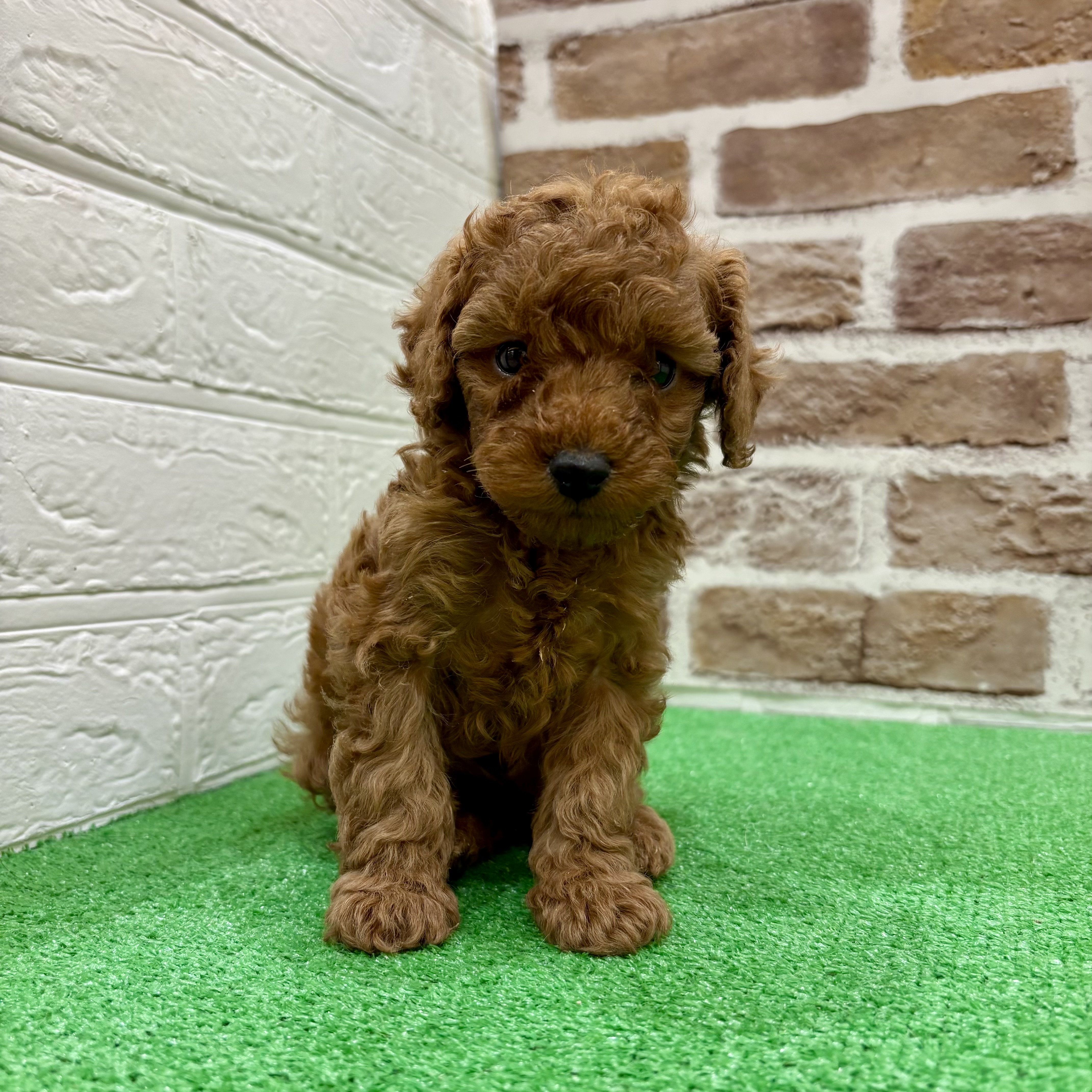 三重県のトイプードル(トイ) (犬の家＆猫の里三重桑名店/2025年12月1日生まれ/女の子/レッド)の子犬の4枚目の画像