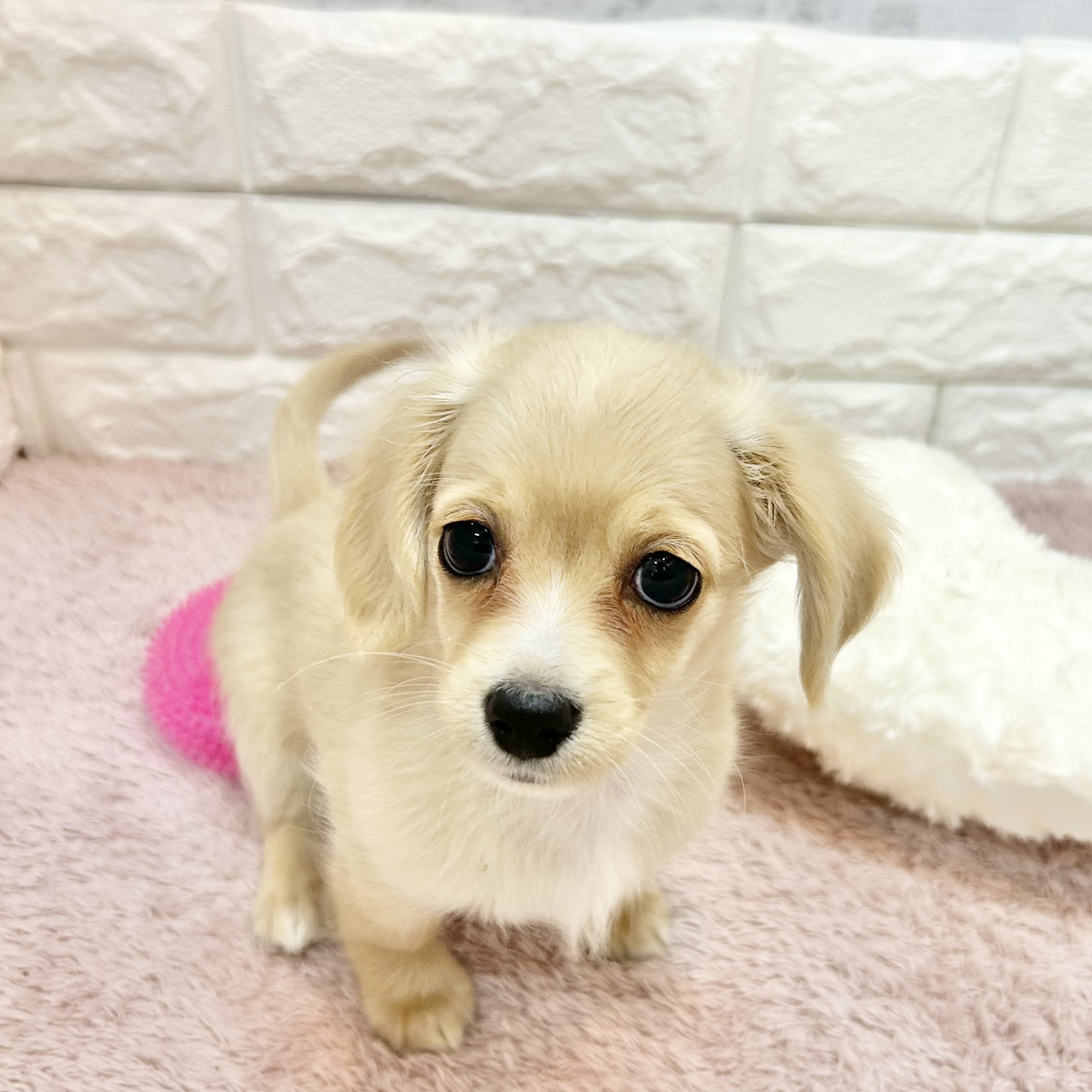 静岡県のチワックス(チワワ×ダックス) (犬の家＆猫の里プレ葉ウォーク浜北店/2026年5月1日生まれ/男の子/クリームホワイト)の子犬の4枚目の画像