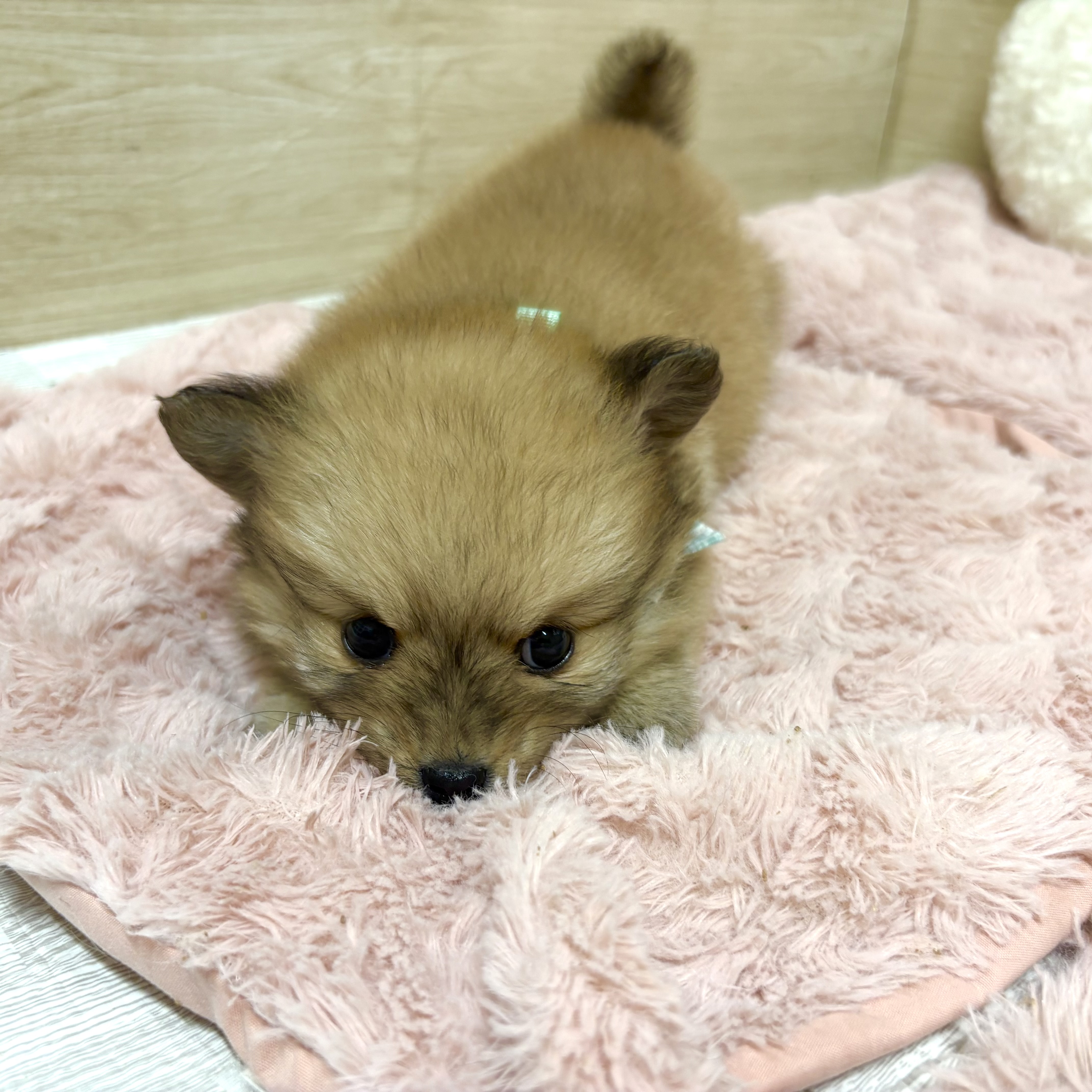 大阪府のポメックス(ポメラニアン×ダックス) (犬の家＆猫の里そよら東岸和田店/2025年12月5日生まれ/男の子/レッドフォーン)の子犬の4枚目の画像