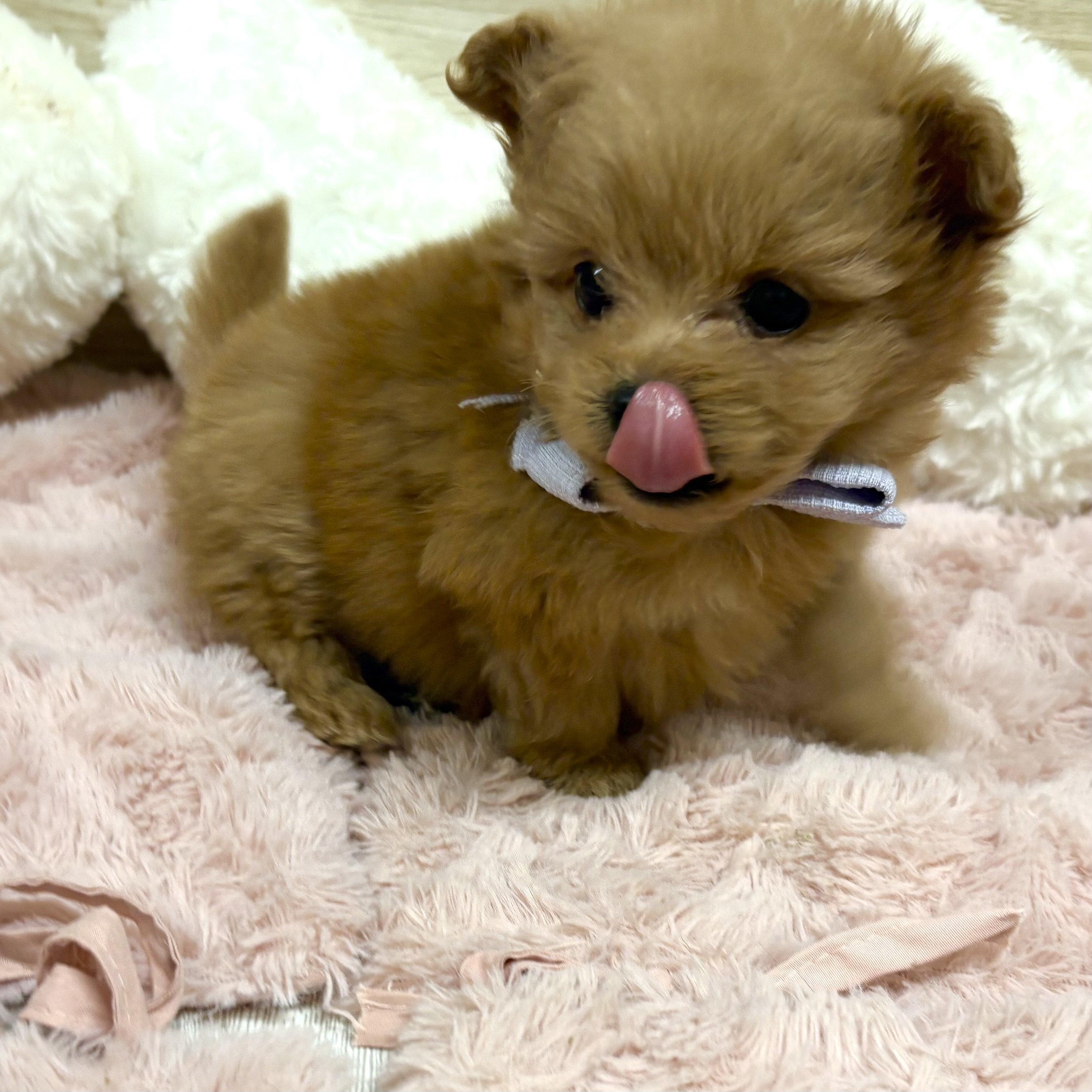 大阪府のポメプー(ポメラニアン×プードル) (犬の家＆猫の里そよら東岸和田店/2025年12月5日生まれ/女の子/オレンジ)の子犬の4枚目の画像