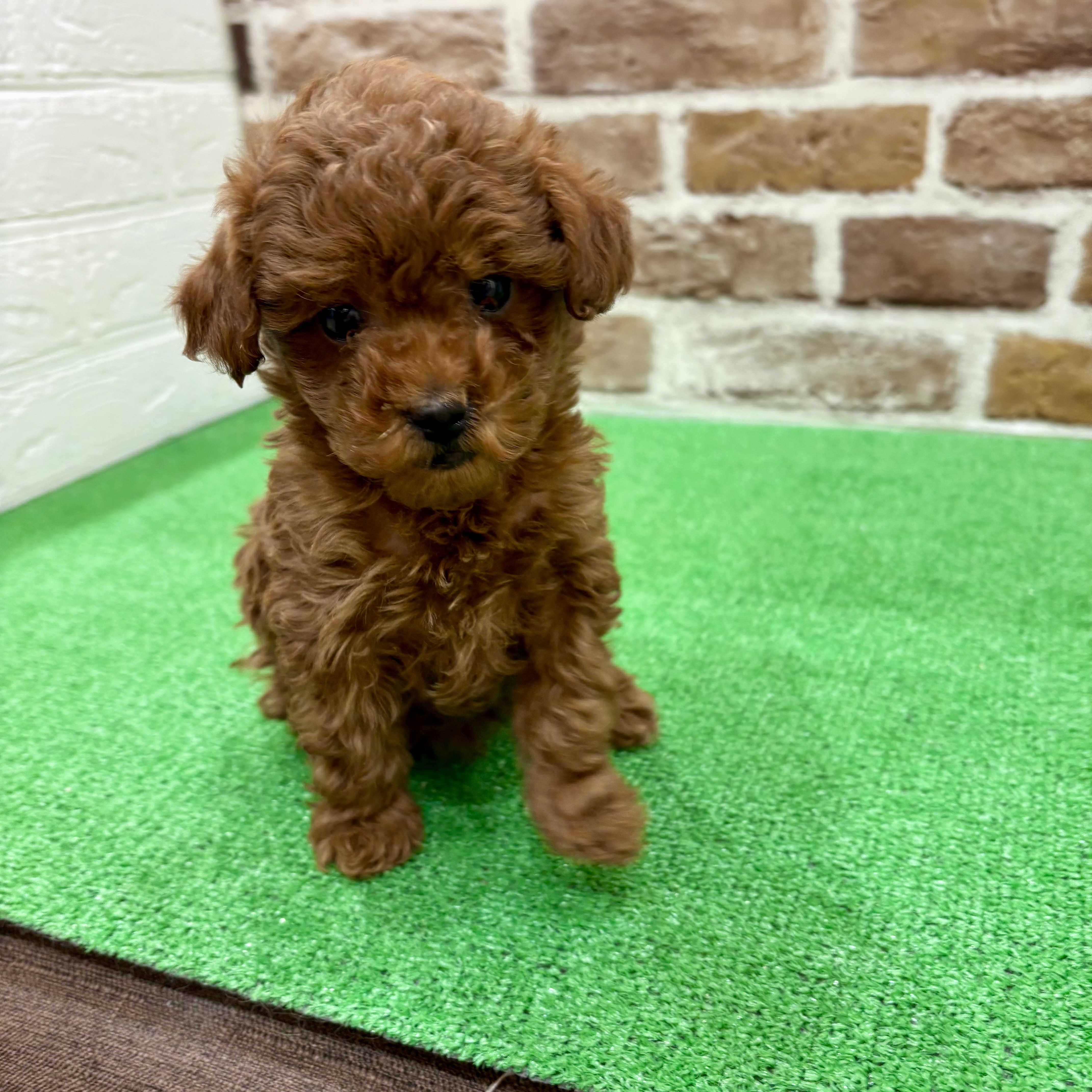 三重県のトイプードル(タイニー) (犬の家＆猫の里三重桑名店/2025年11月19日生まれ/女の子/レッド)の子犬の4枚目の画像