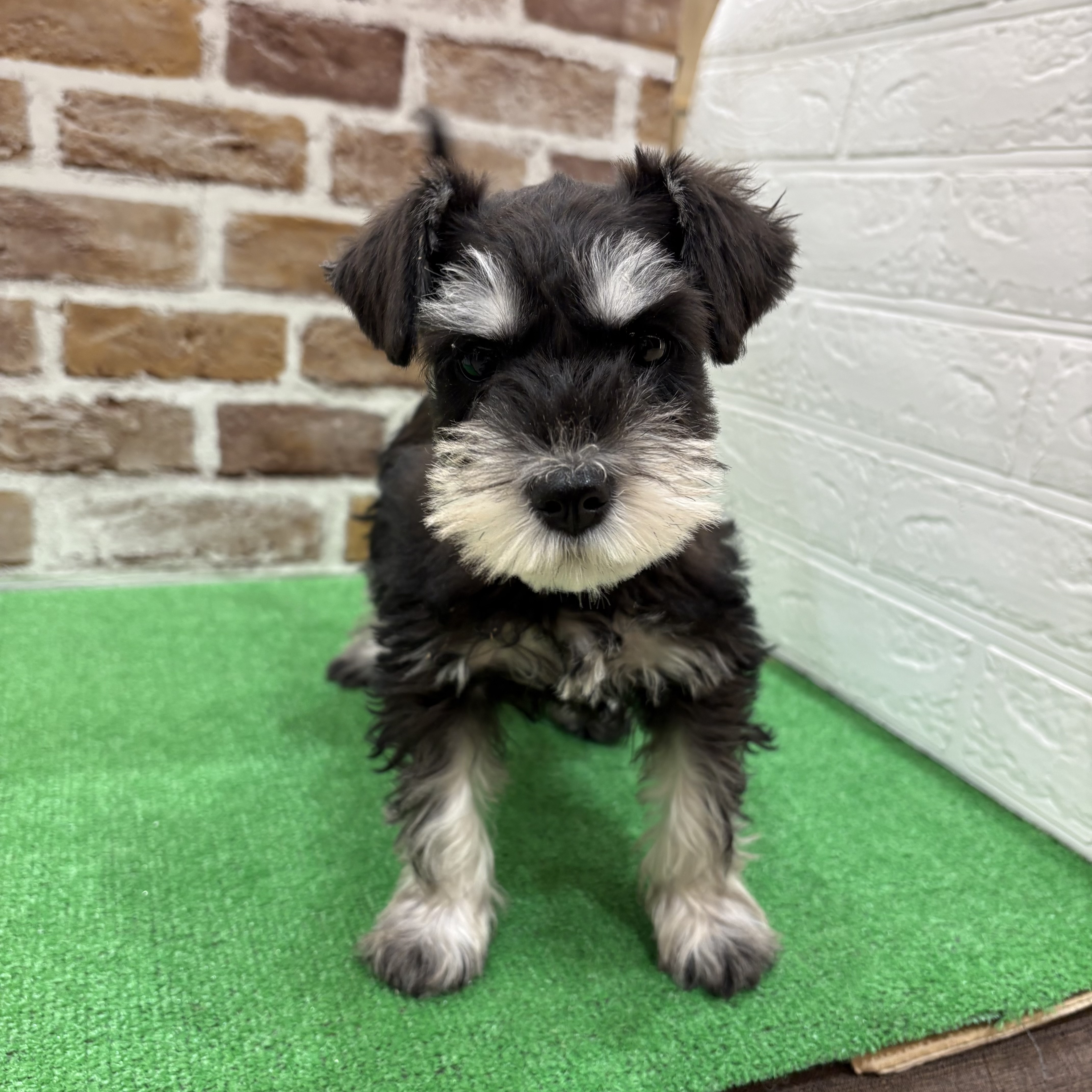 三重県のミニチュアシュナウザー (犬の家＆猫の里三重桑名店/2025年11月24日生まれ/女の子/ブラックシルバー)の子犬の4枚目の画像