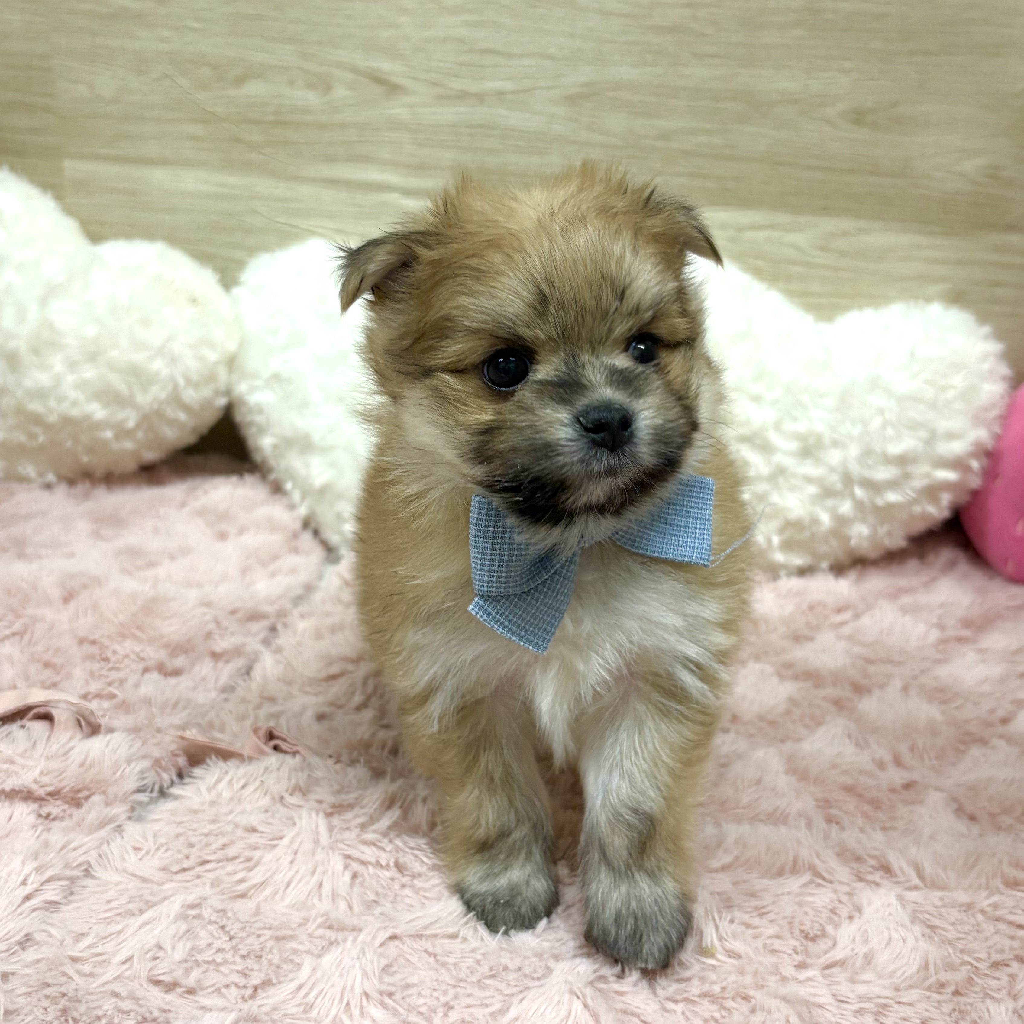 大阪府のポメマル/マルポメ(ポメラニアン×マルチーズ) (犬の家＆猫の里そよら東岸和田店/2025年12月7日生まれ/男の子/フォーン)の子犬の4枚目の画像