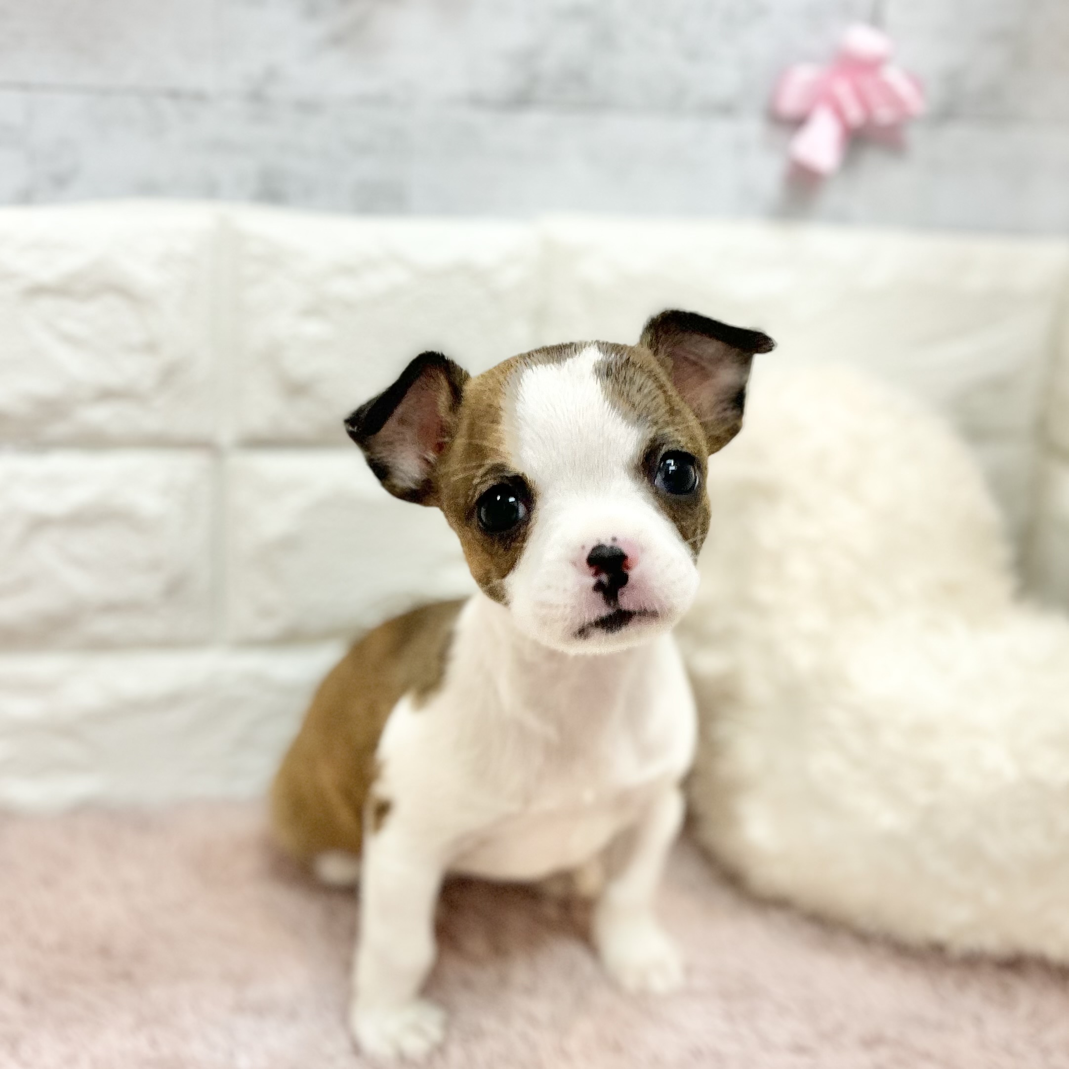 静岡県のハーフ犬・ミックス犬 (犬の家＆猫の里プレ葉ウォーク浜北店/2026年4月28日生まれ/女の子/ブリンドルホワイト)の子犬の1枚目の画像