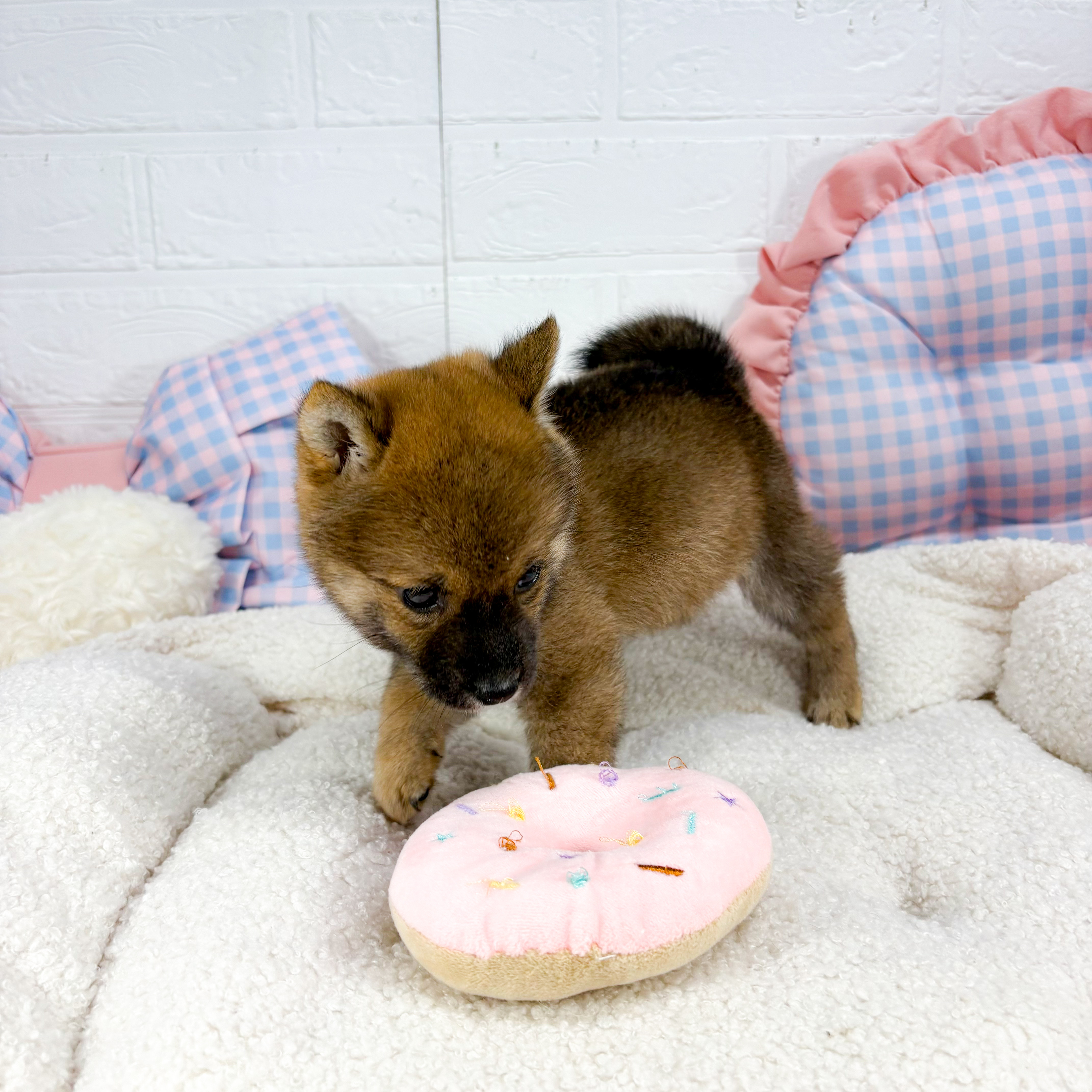 神奈川県の豆柴 (犬の家＆猫の里元住吉ブレーメン通り店/2025年5月18日生まれ/女の子/赤)の子犬の4枚目の画像