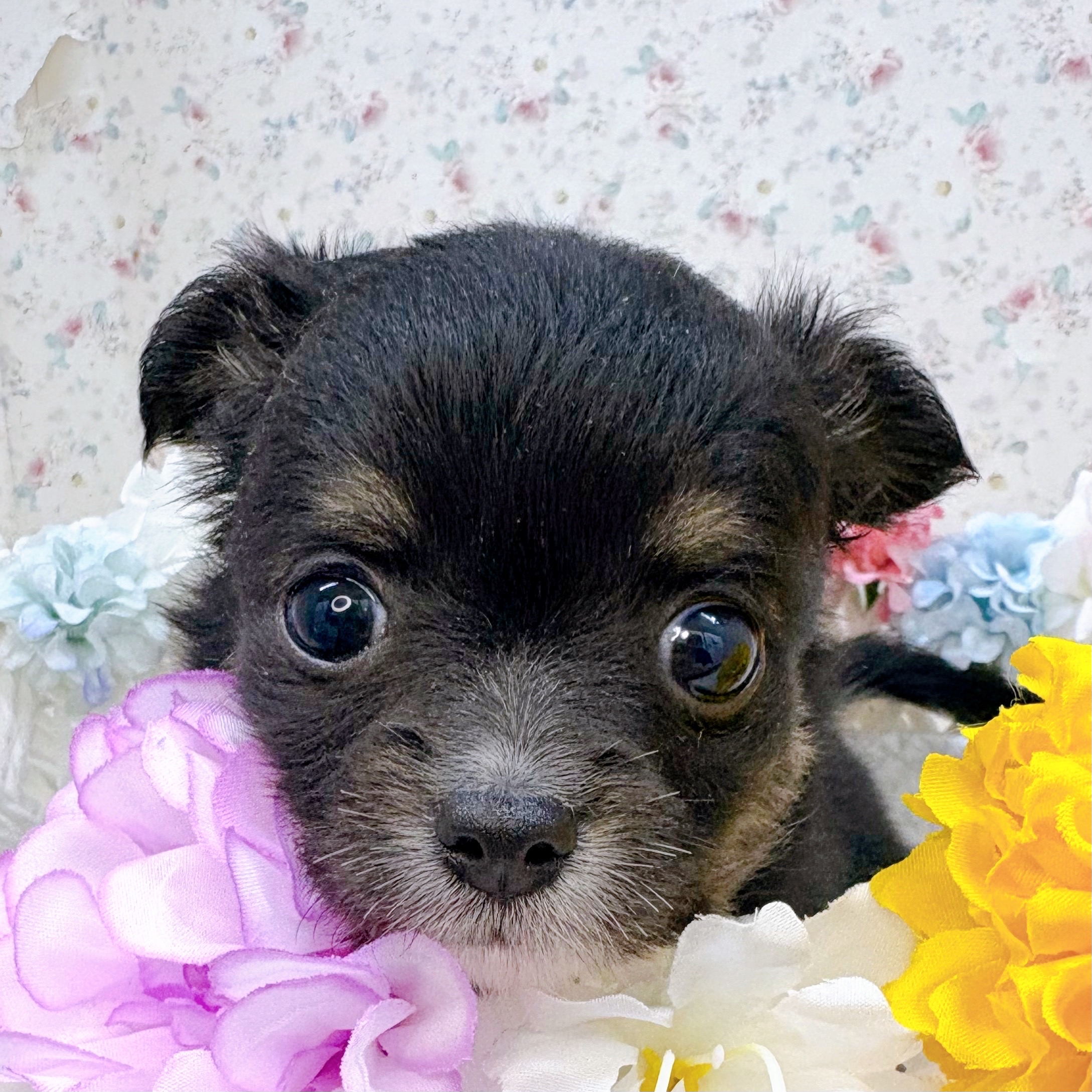 石川県のチワワ(ロング) (犬の家＆猫の里アミーゴ金沢有松店/2025年10月13日生まれ/女の子/ブラックタンホワイト)の子犬の4枚目の画像