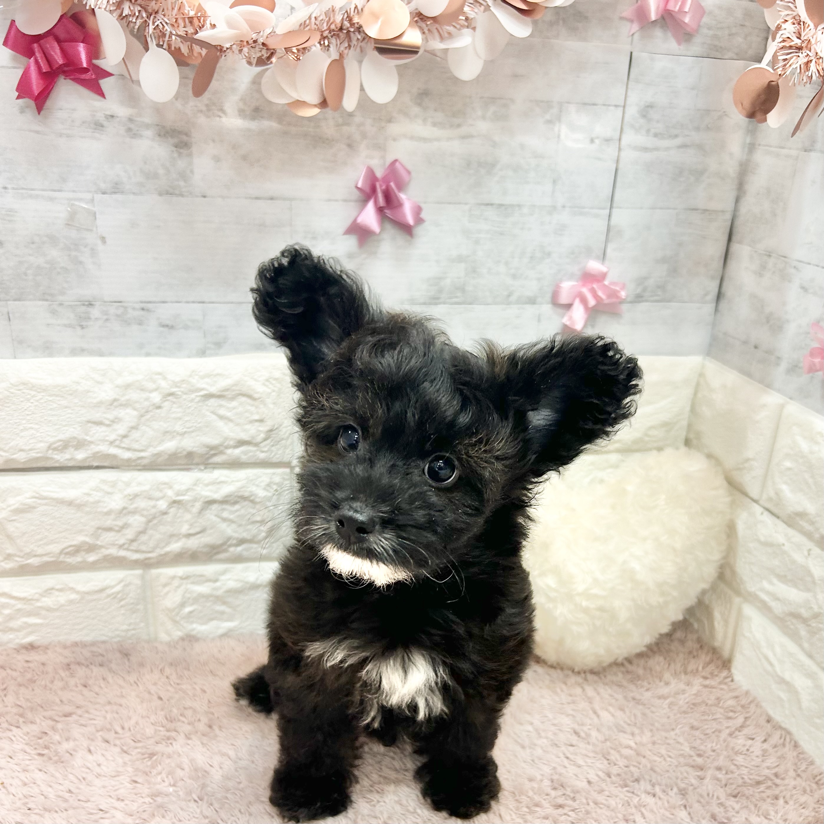 静岡県のパピプー(パピヨン×プードル) (犬の家＆猫の里プレ葉ウォーク浜北店/2026年4月22日生まれ/男の子/ブリンドルホワイト)の子犬の4枚目の画像