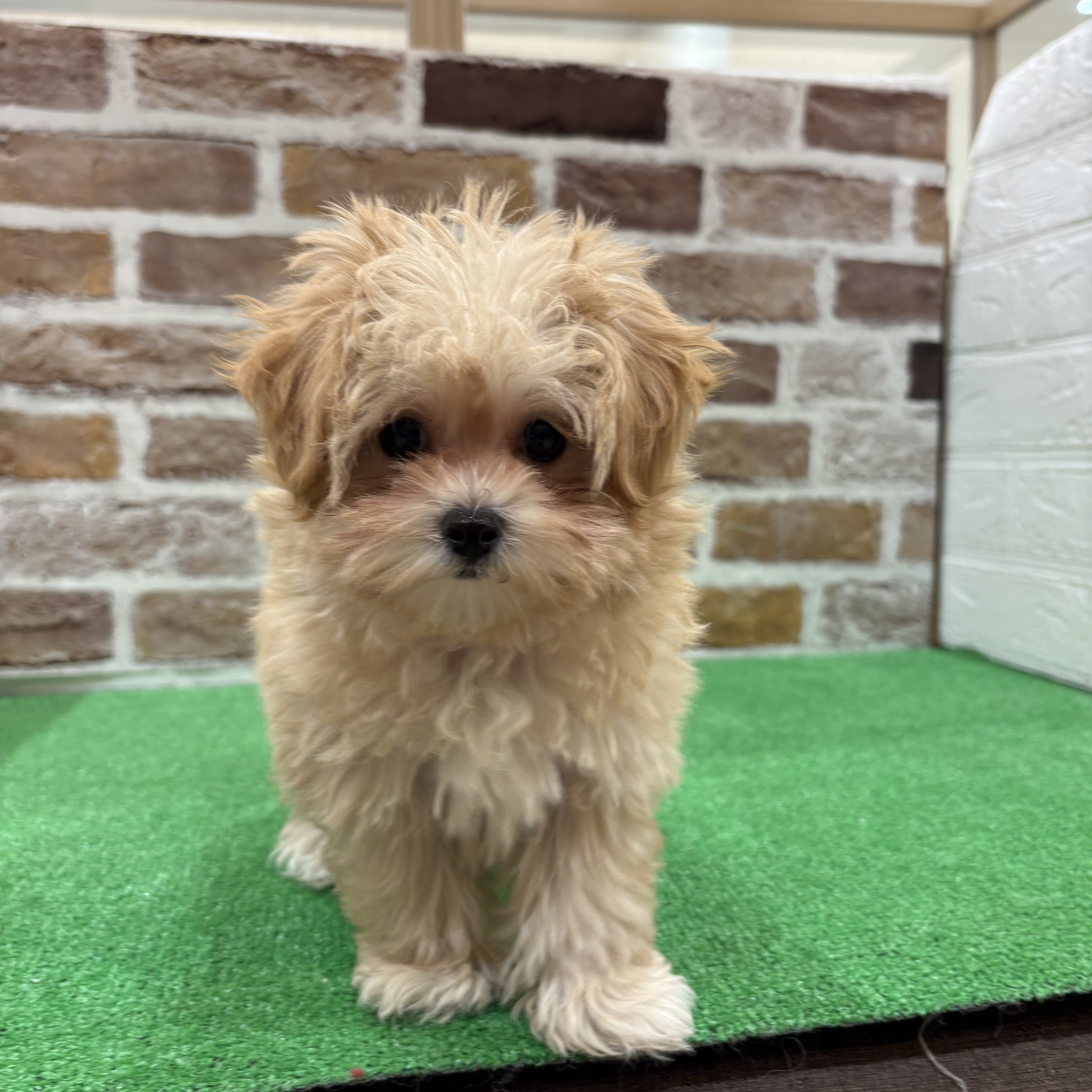 三重県のマルプー(マルチーズ×プードル) (犬の家＆猫の里三重桑名店/2025年11月25日生まれ/女の子/アプリコット)の子犬の4枚目の画像