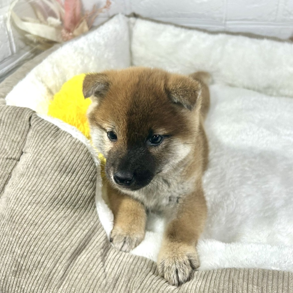 兵庫県の柴犬(標準サイズ) (犬の家＆猫の里ニッケパークタウン加古川店/2025年12月6日生まれ/女の子/赤)の子犬の4枚目の画像