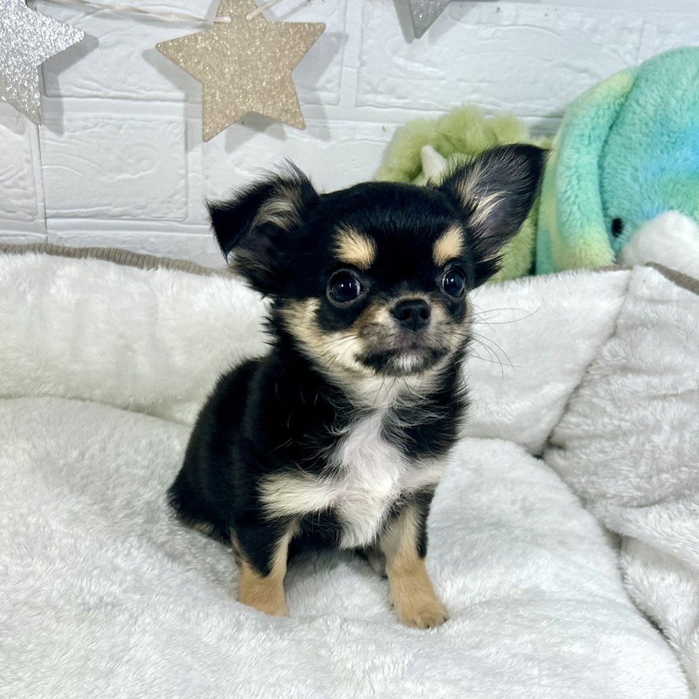 兵庫県のチワワ(ロング) (犬の家＆猫の里ニッケパークタウン加古川店/2025年11月15日生まれ/女の子/ブラックタンホワイト)の子犬の4枚目の画像