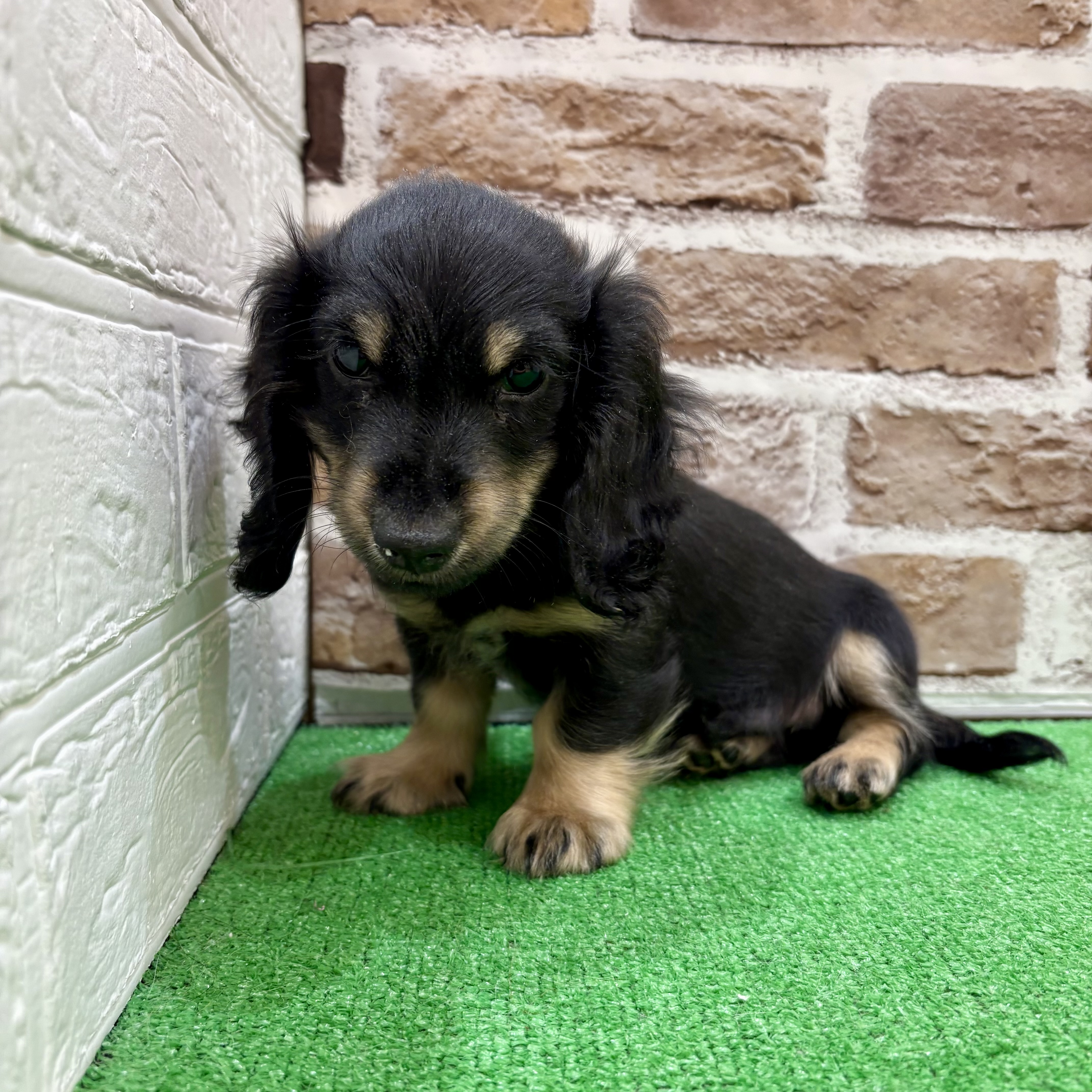 三重県のミニチュアダックスフンド(ロング) (犬の家＆猫の里三重桑名店/2025年11月24日生まれ/男の子/ブラックタン)の子犬の4枚目の画像