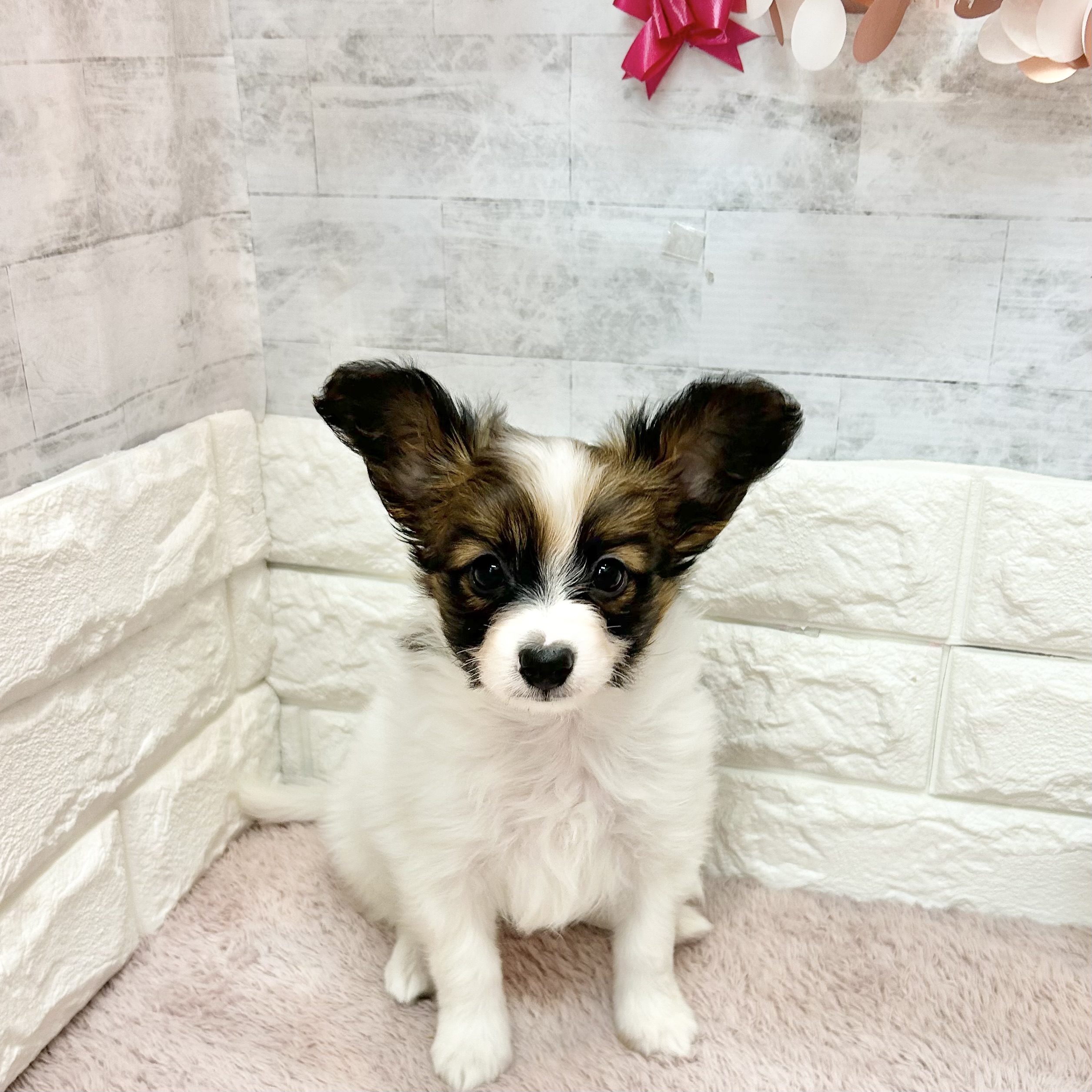 静岡県のパピヨン (犬の家＆猫の里プレ葉ウォーク浜北店/2026年4月27日生まれ/男の子/ホワイトブラウン)の子犬の1枚目の画像
