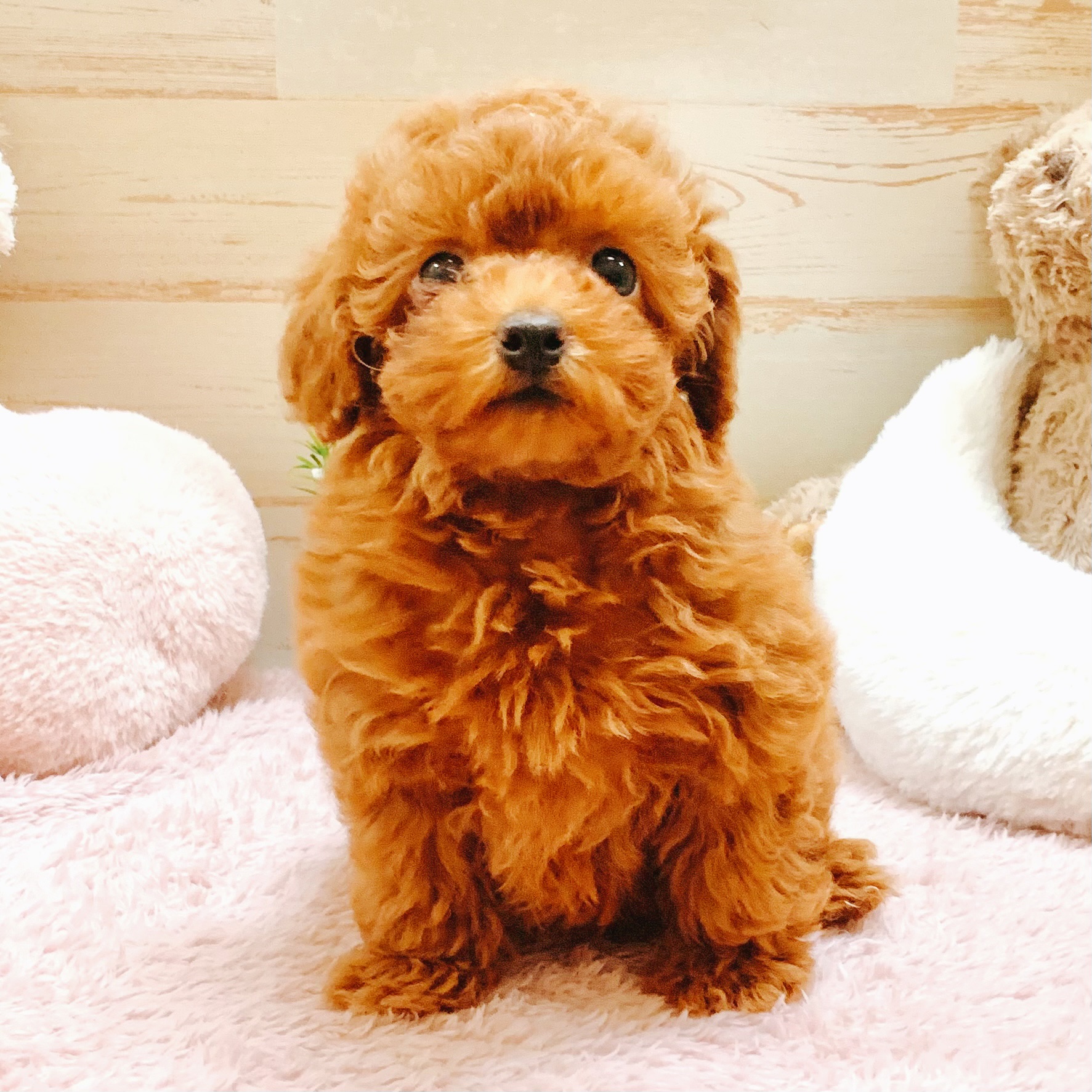 兵庫県のトイプードル(トイ) (犬の家＆猫の里神戸店/2026年1月13日生まれ/女の子/レッドフォーン)の子犬の4枚目の画像