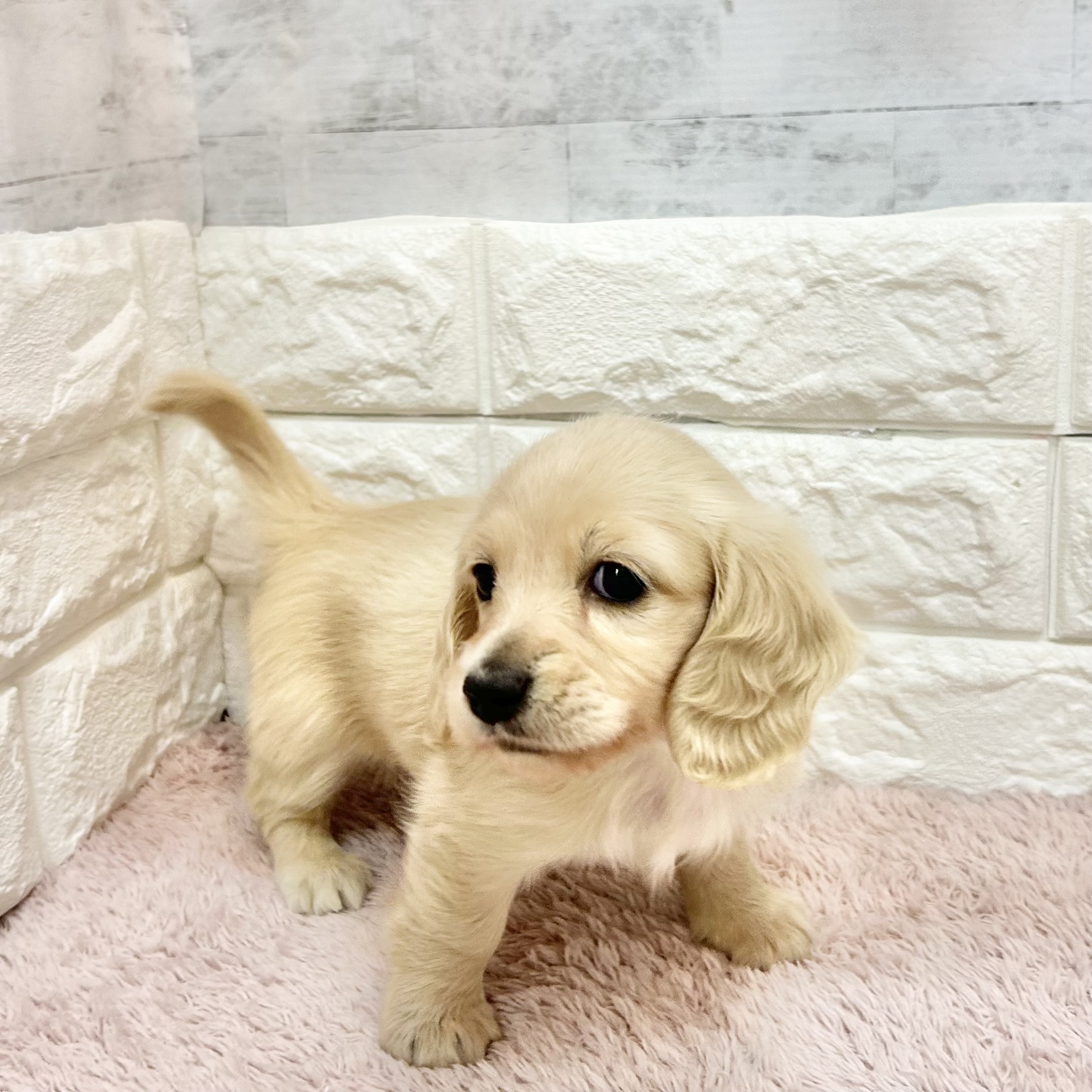 静岡県のミニチュアダックスフンド(ロング) (犬の家＆猫の里プレ葉ウォーク浜北店/2026年5月2日生まれ/女の子/イエロー)の子犬の4枚目の画像