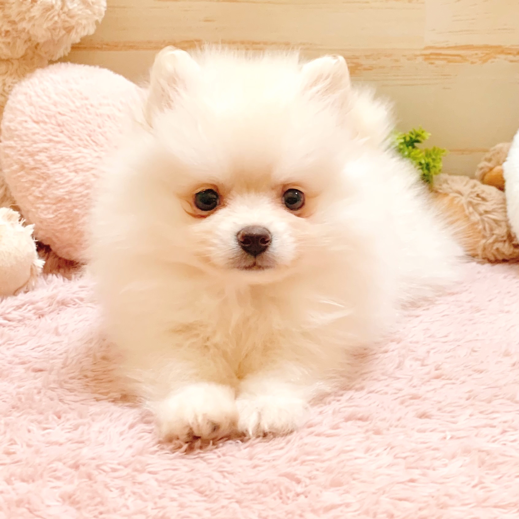 兵庫県のポメラニアン (犬の家＆猫の里神戸店/2026年1月10日生まれ/女の子/クリーム)の子犬の4枚目の画像