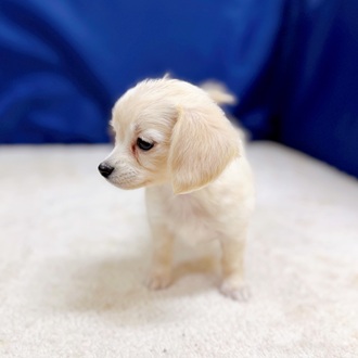 愛知県のチワックス(チワワ×ダックス) (犬の家＆猫の里一宮店/2025年11月11日生まれ/女の子/クリーム)の子犬の4枚目の画像