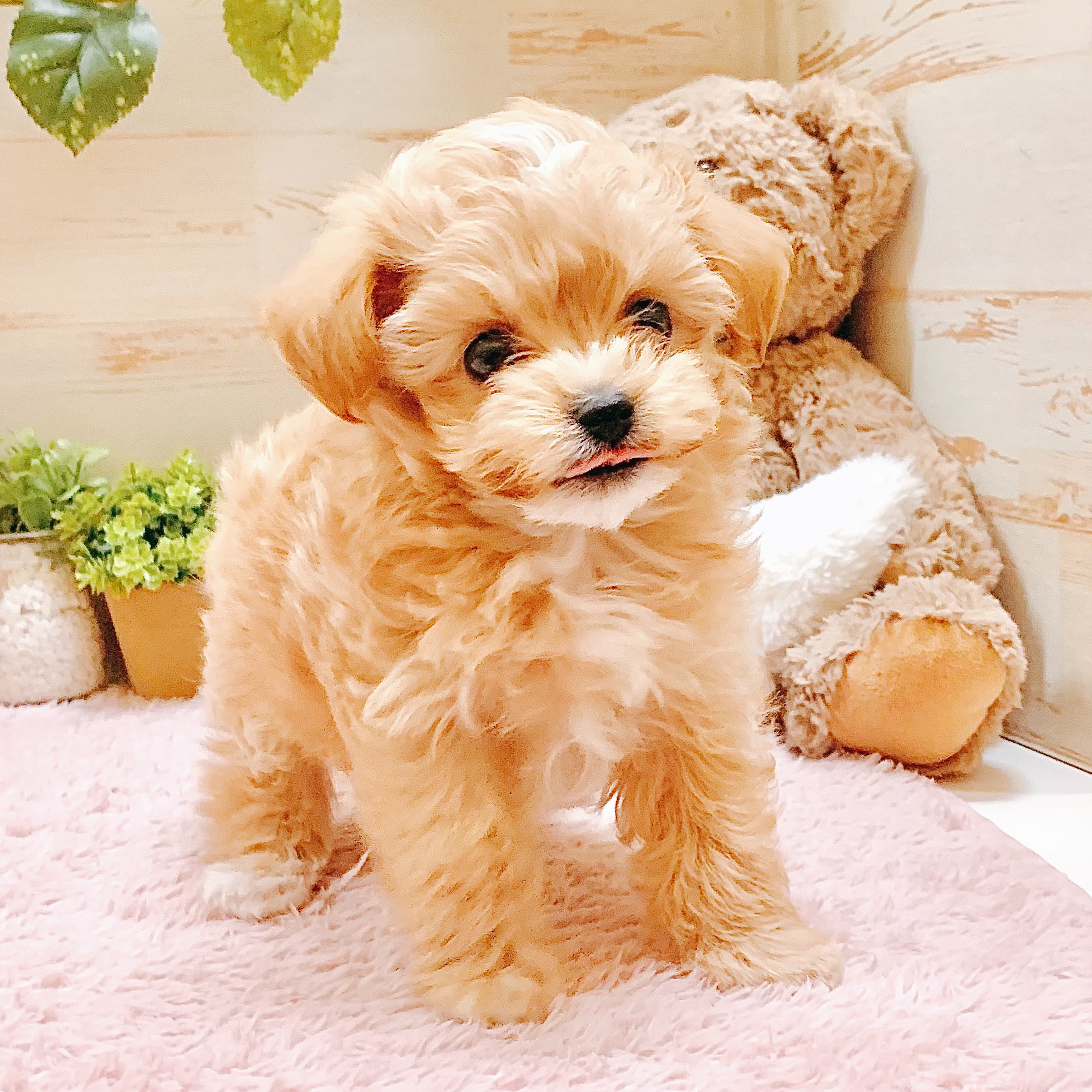 兵庫県のマルプー(マルチーズ×プードル) (犬の家＆猫の里神戸店/2026年1月17日生まれ/男の子/クリームホワイト)の子犬の4枚目の画像