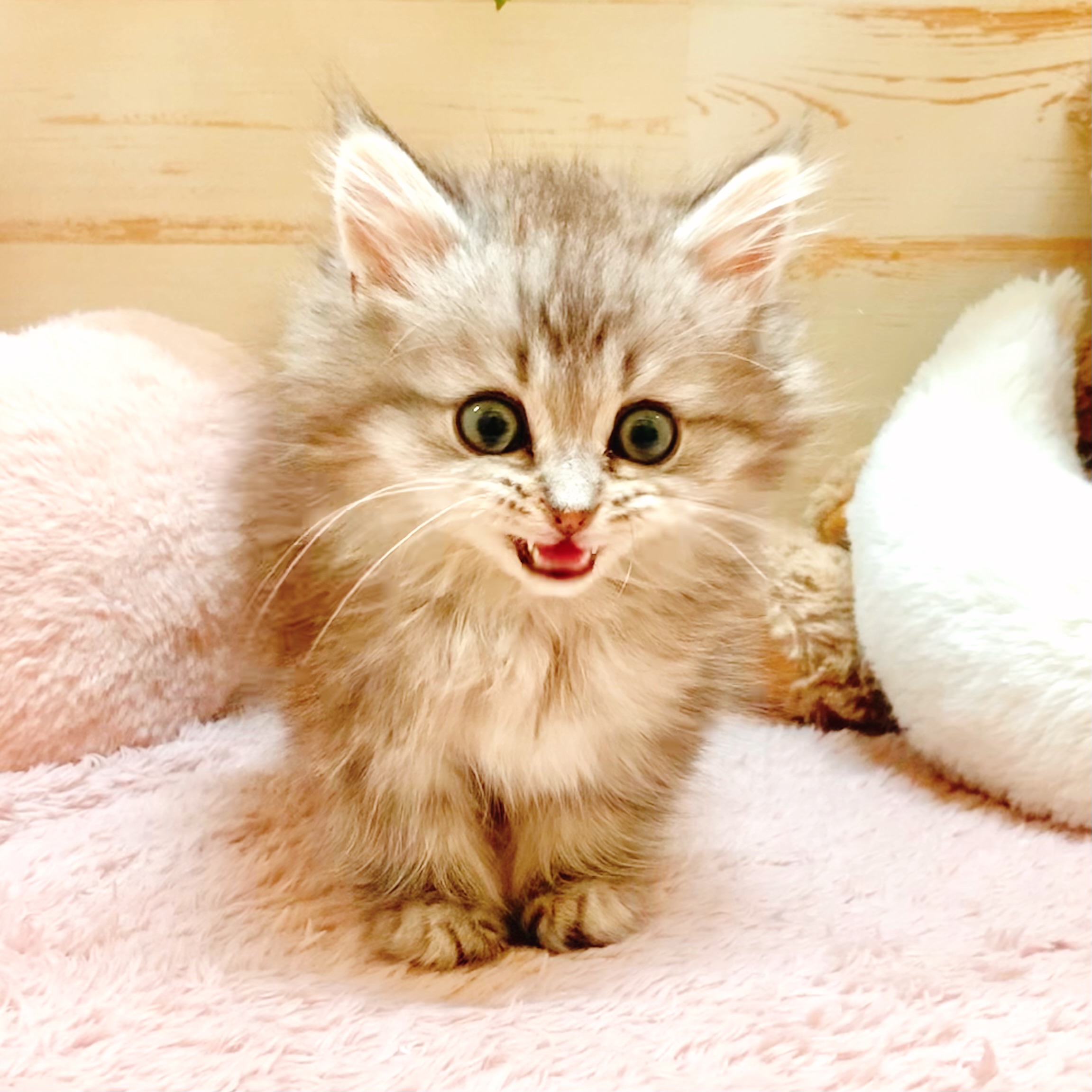 兵庫県のミヌエット (犬の家＆猫の里神戸店/2026年1月9日生まれ/男の子/シルバータビー)の子猫の4枚目の画像