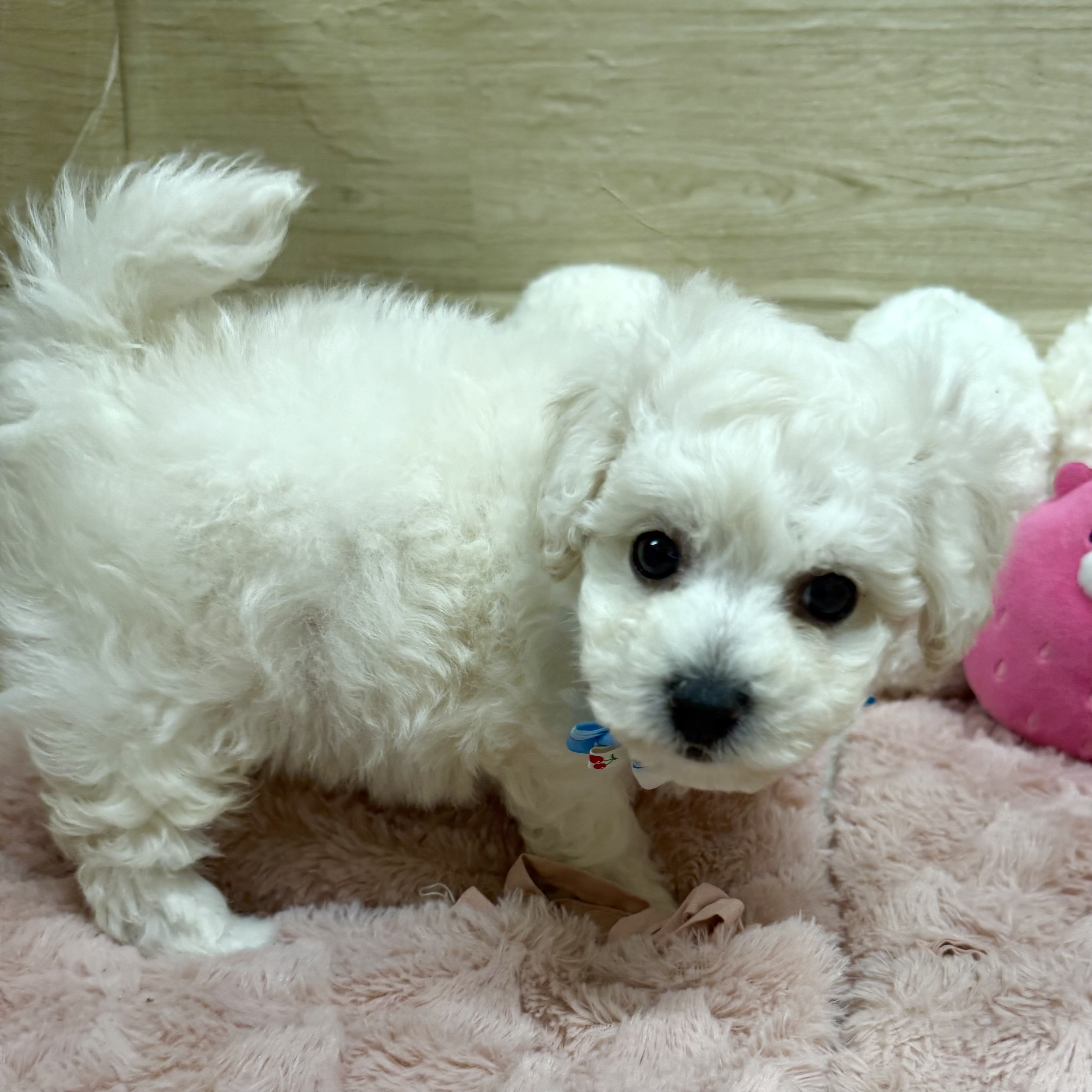 大阪府のビションフリーゼ (犬の家＆猫の里そよら東岸和田店/2025年10月14日生まれ/男の子/ホワイト)の子犬の4枚目の画像