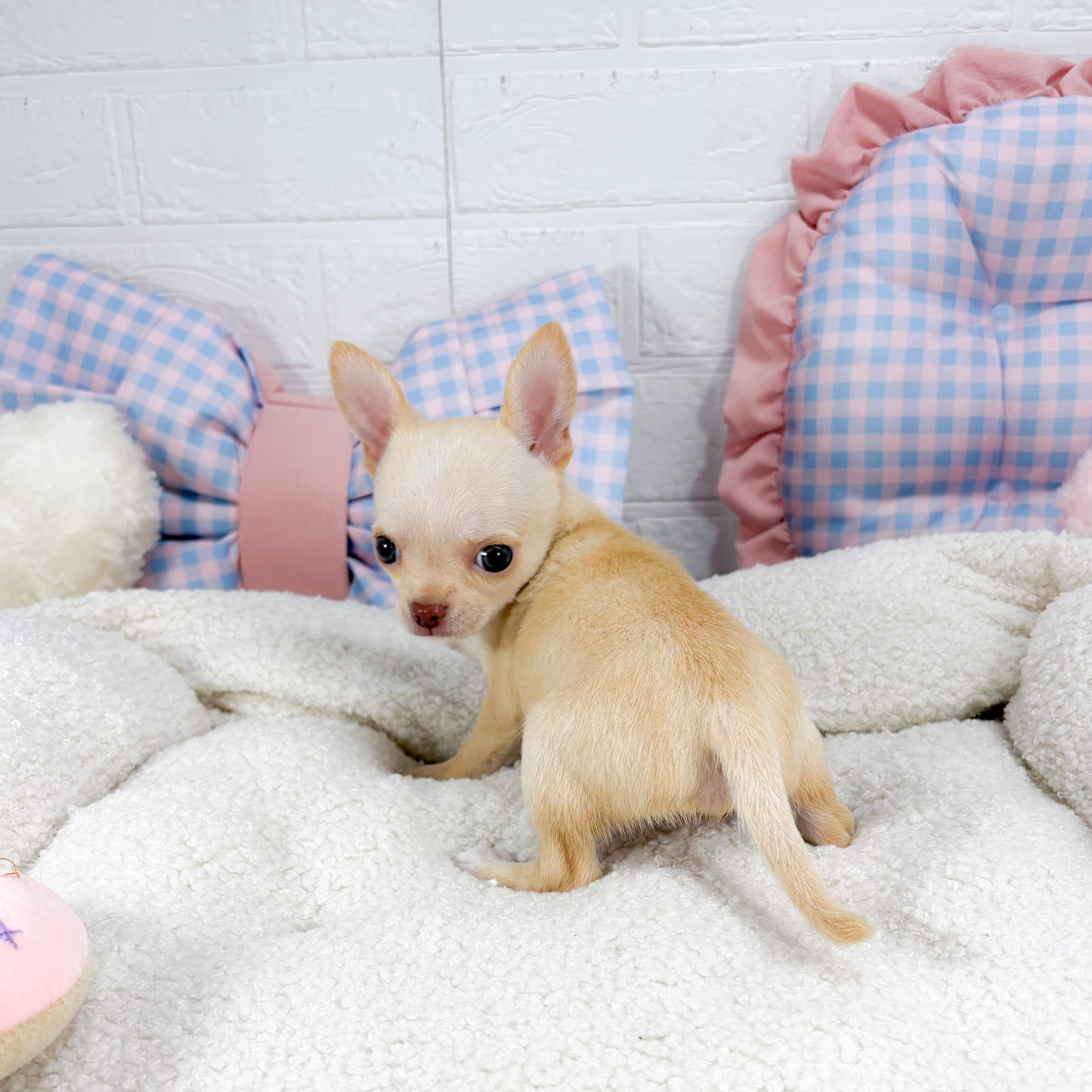 神奈川県のチワワ(スムース) (犬の家＆猫の里元住吉ブレーメン通り店/2025年5月16日生まれ/女の子/クリーム)の子犬の4枚目の画像