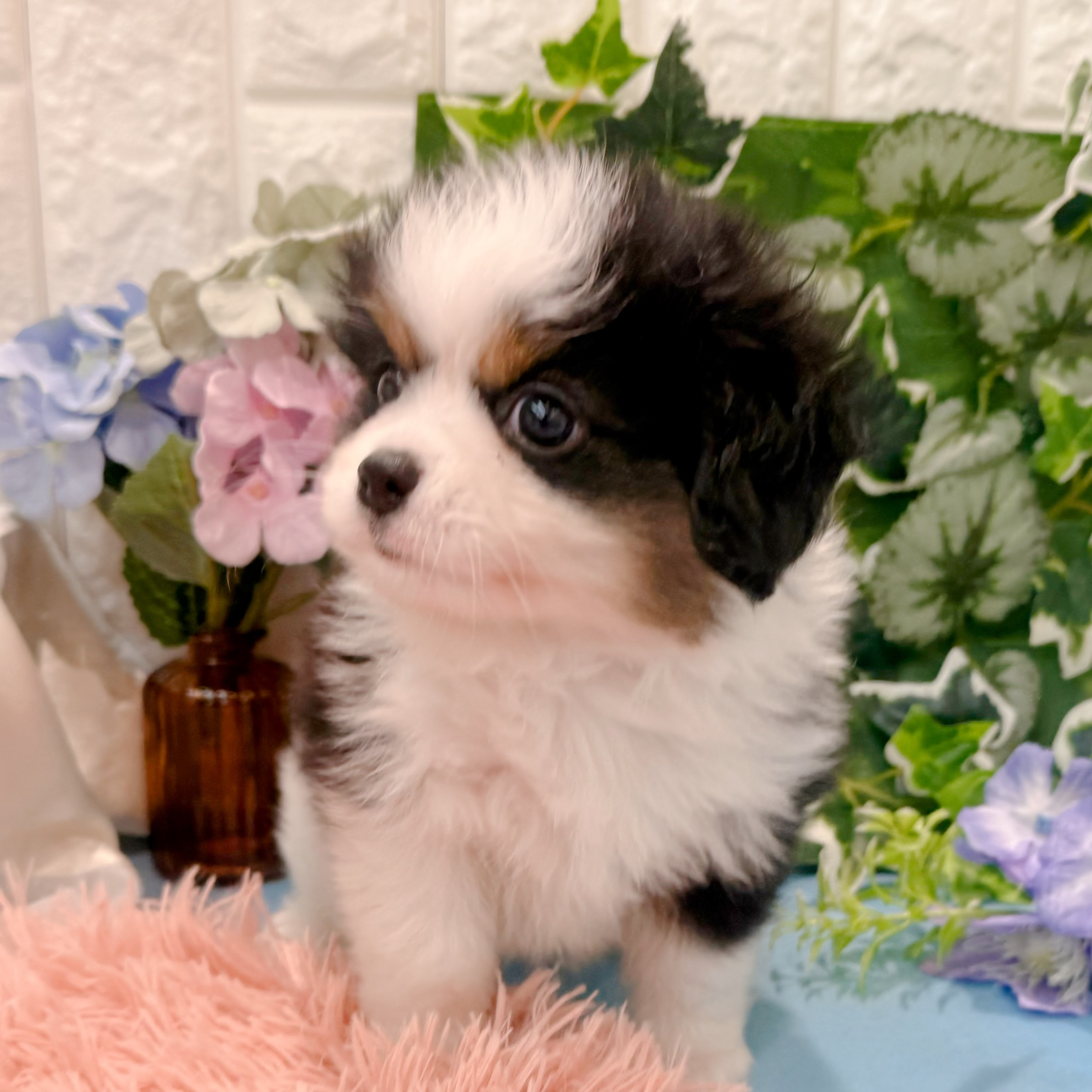 岡山県のハーフ犬・ミックス犬 (犬の家＆猫の里倉敷店/2026年3月17日生まれ/男の子/ブラックタンホワイト)の子犬の4枚目の画像