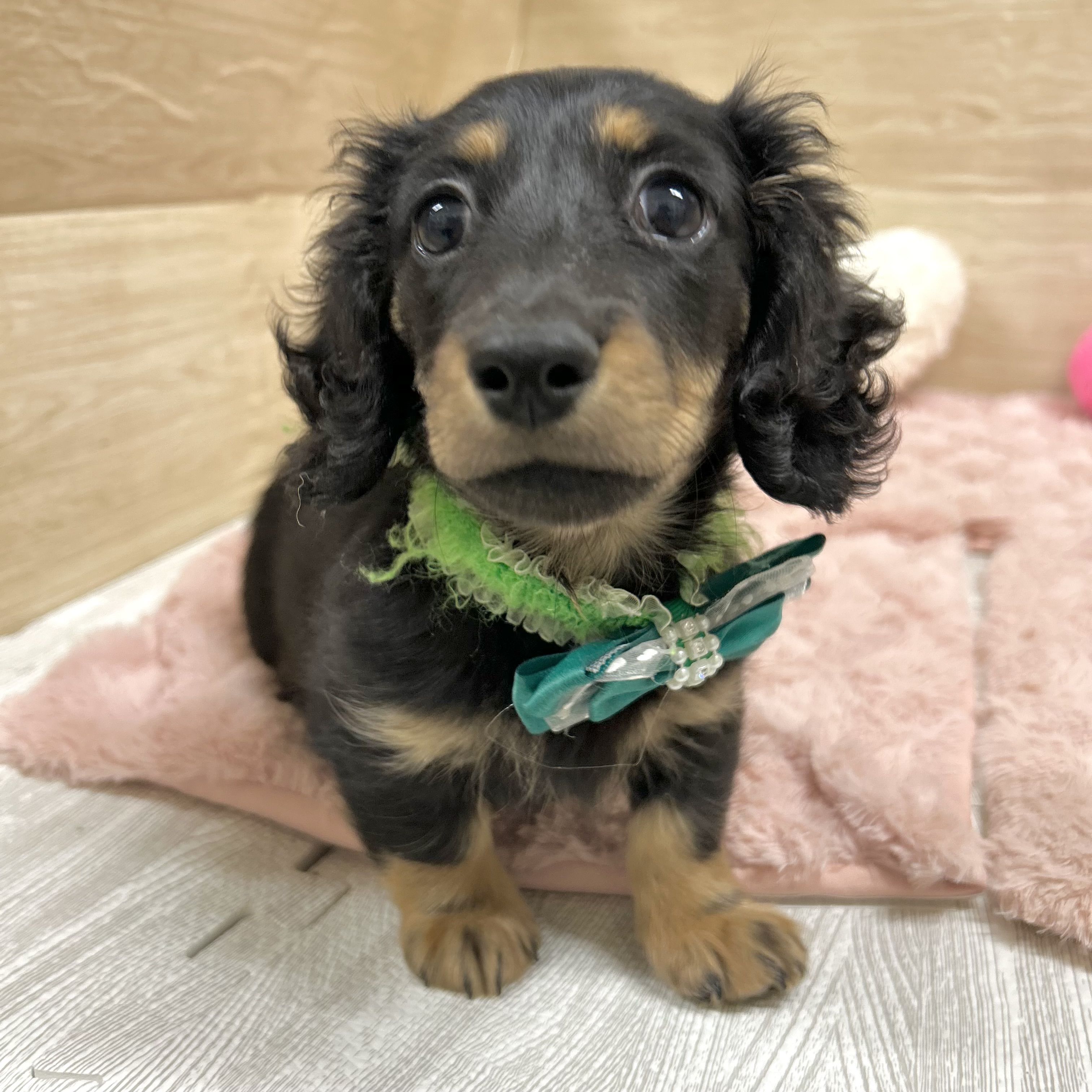 大阪府のミニチュアダックスフンド(ロング) (犬の家＆猫の里そよら東岸和田店/2025年9月22日生まれ/女の子/ブラックタン)の子犬の4枚目の画像