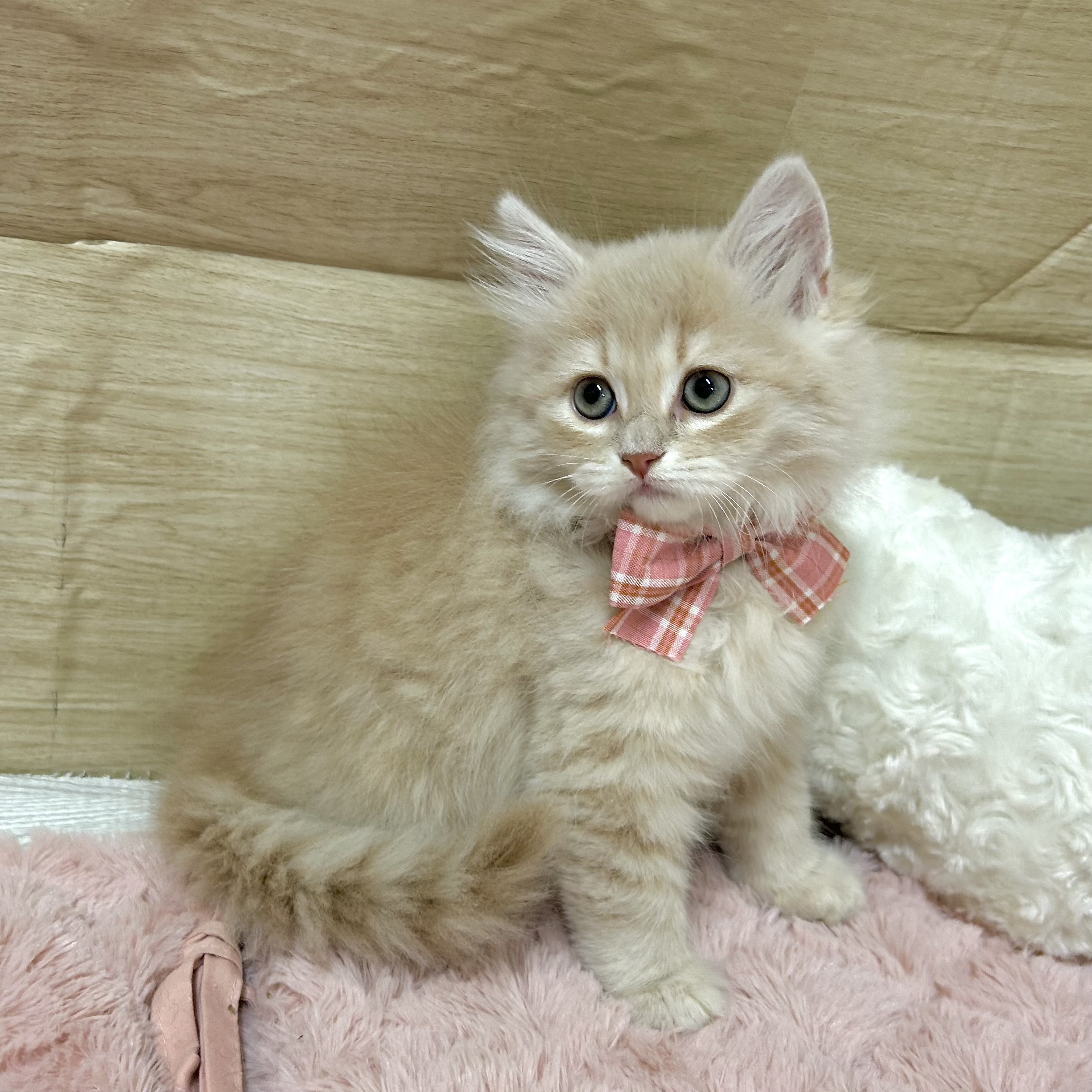 大阪府のサイベリアン (犬の家＆猫の里そよら東岸和田店/2025年9月23日生まれ/男の子/クリームタビー)の子猫の4枚目の画像