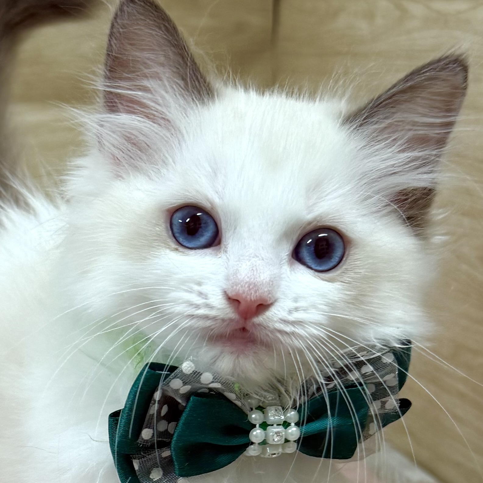 ラグドール女の子の写真