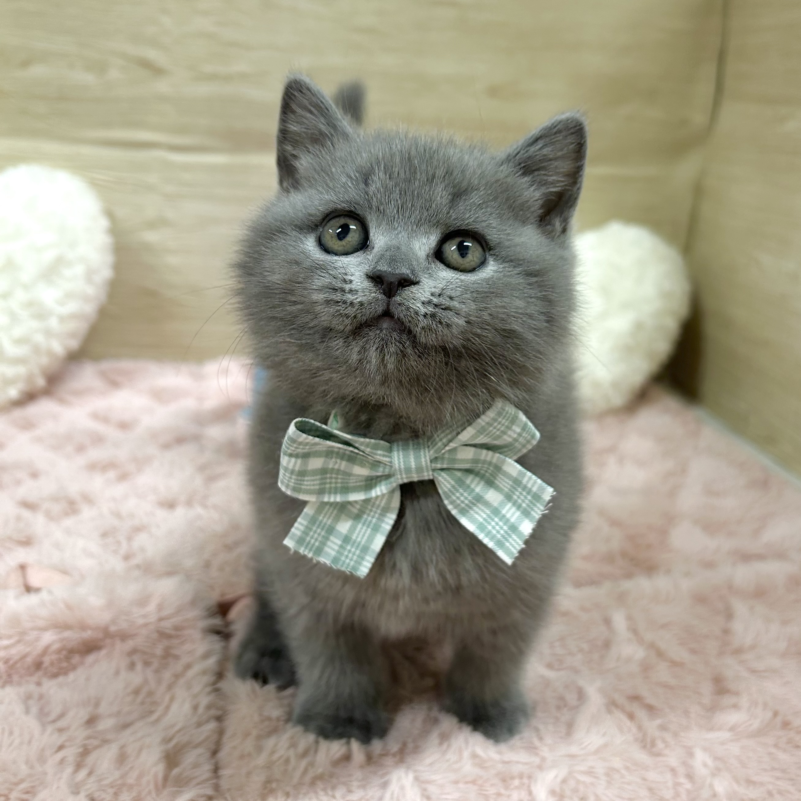 大阪府のブリティッシュショートヘアー (犬の家＆猫の里そよら東岸和田店/2025年9月28日生まれ/女の子/ブルー)の子猫の4枚目の画像