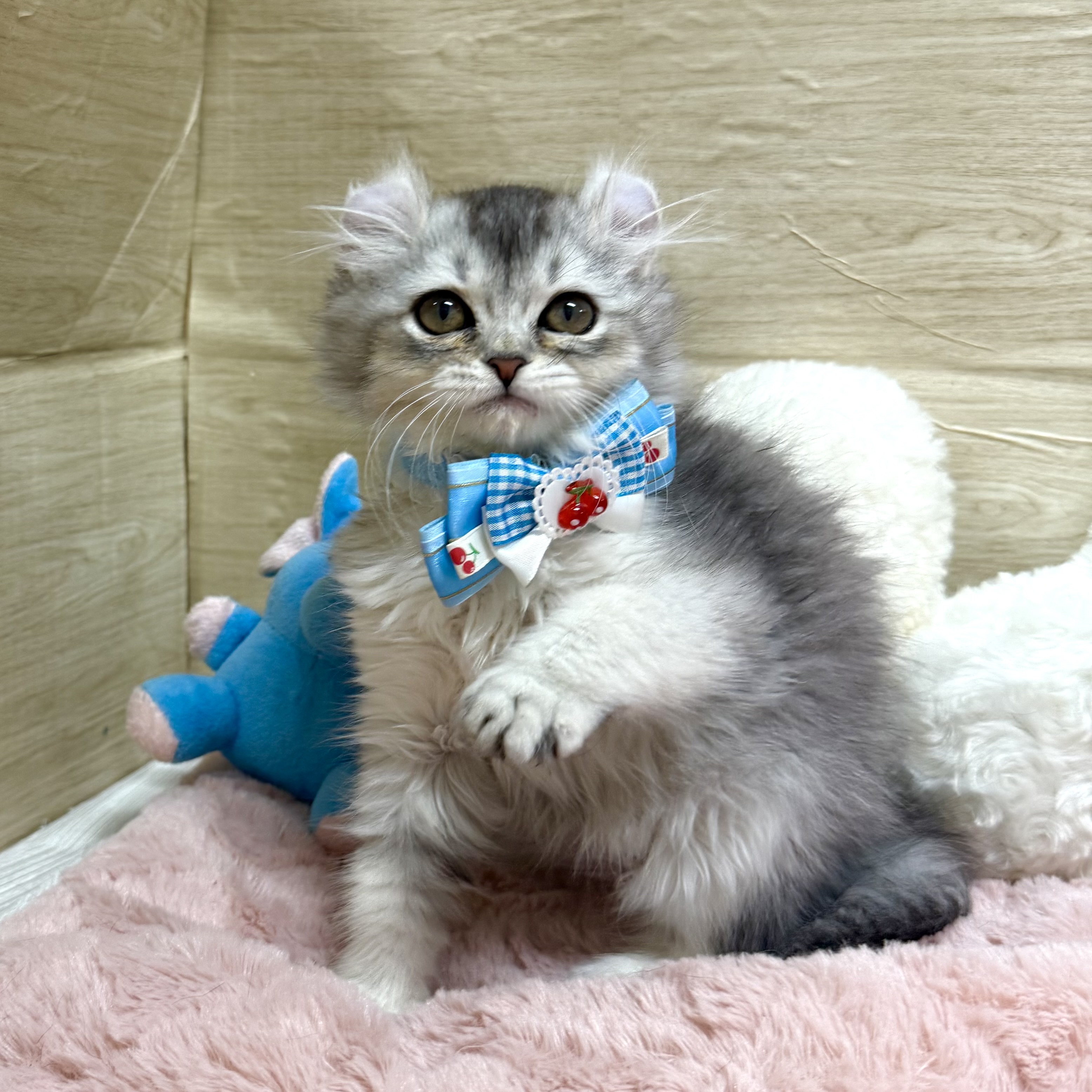 大阪府のアメリカンカール (犬の家＆猫の里そよら東岸和田店/2025年10月14日生まれ/女の子/シルバータビーホワイト)の子猫の4枚目の画像