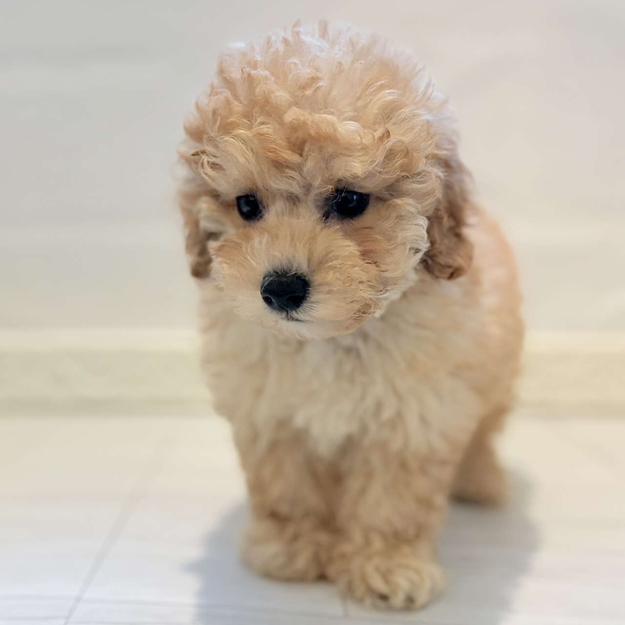愛知県のトイプードル(トイ) (犬の家＆猫の里春日井本店/2026年7月31日生まれ/男の子/アプリコット)の子犬の4枚目の画像