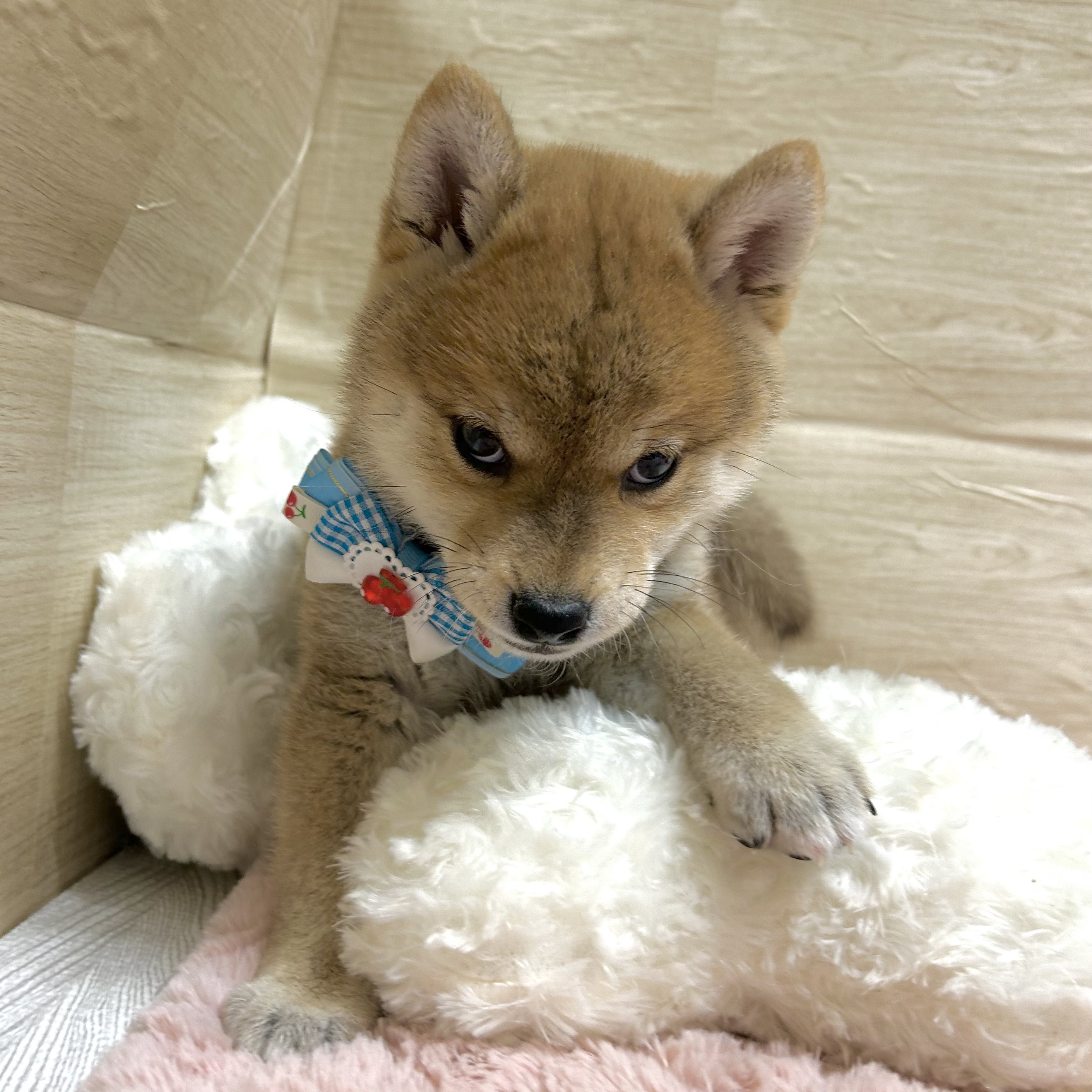 大阪府の柴犬(標準サイズ) (犬の家＆猫の里そよら東岸和田店/2025年9月20日生まれ/女の子/赤)の子犬の4枚目の画像