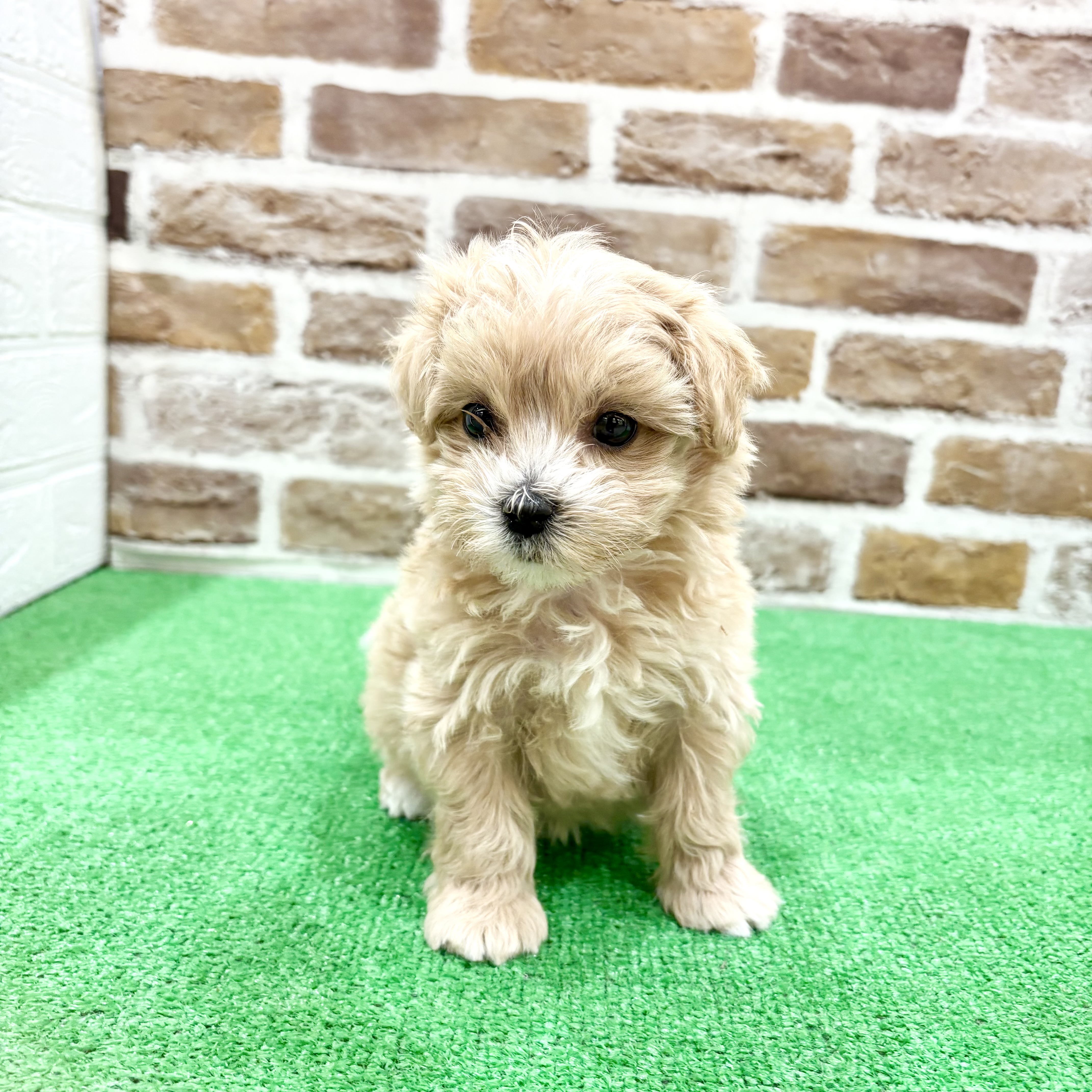 三重県のマルプー(マルチーズ×プードル) (犬の家＆猫の里三重桑名店/2025年12月8日生まれ/女の子/アプリコットホワイト)の子犬の4枚目の画像