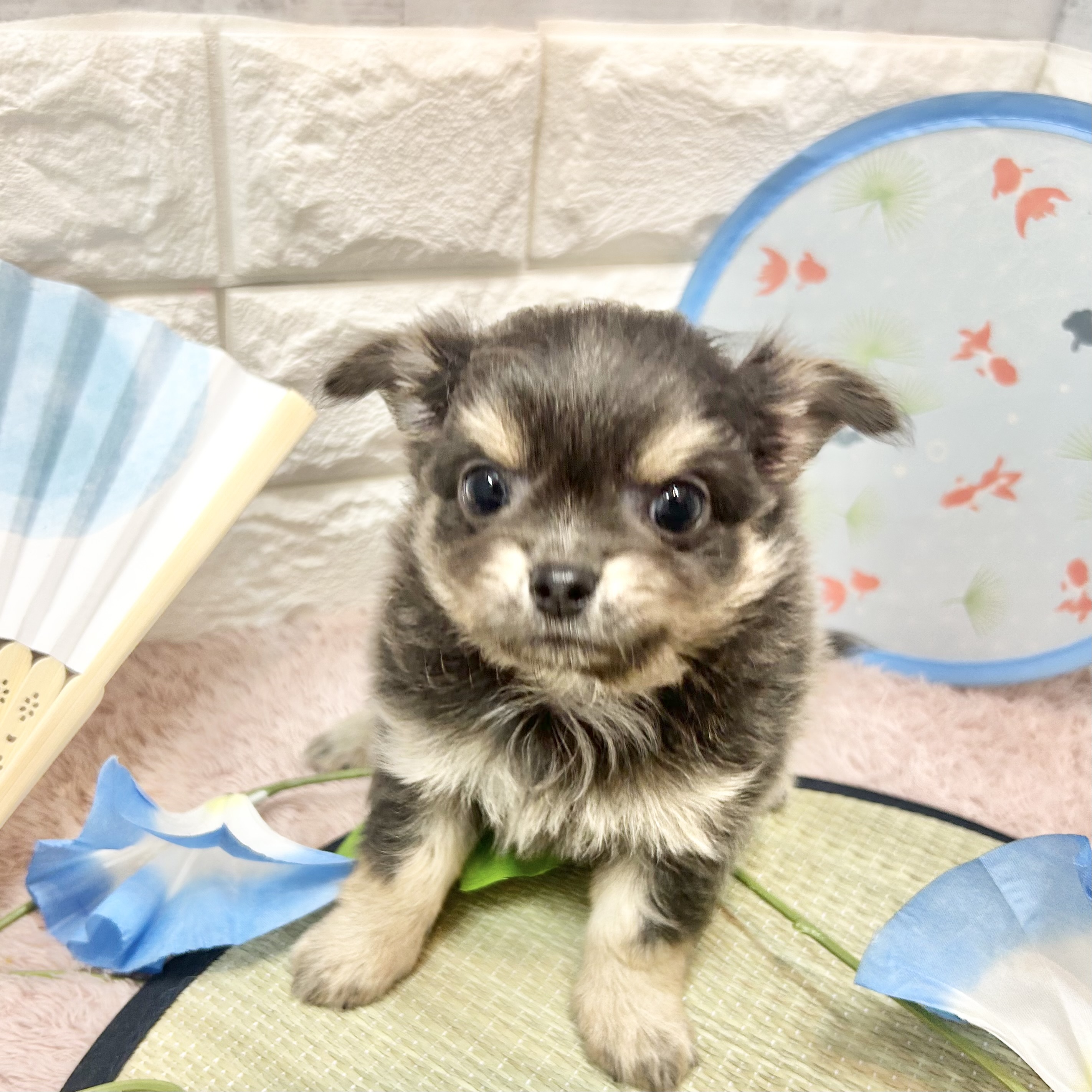 静岡県のチワワ(ロング) (犬の家＆猫の里プレ葉ウォーク浜北店/2026年5月5日生まれ/男の子/ブルータン)の子犬の4枚目の画像