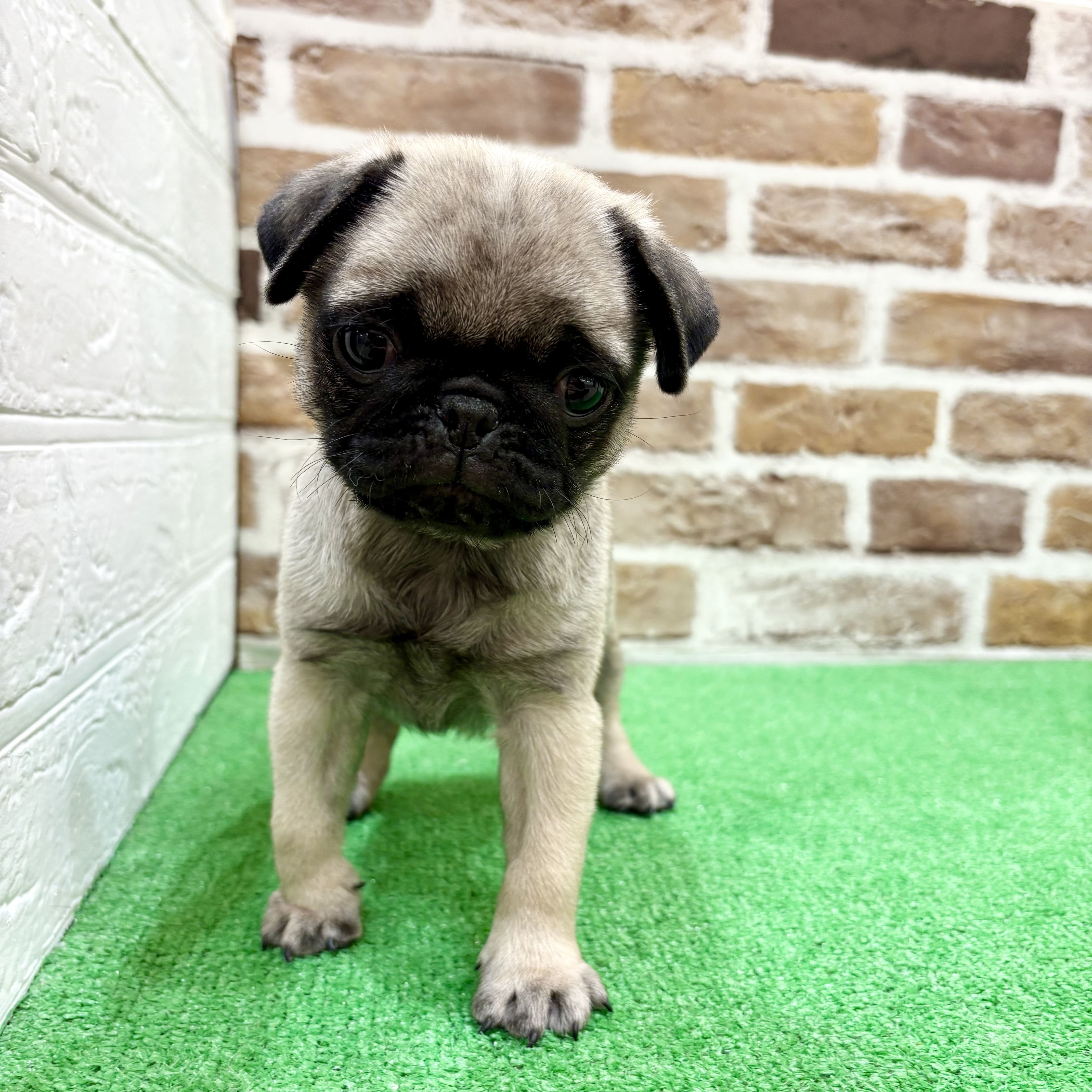 三重県のパグ (犬の家＆猫の里三重桑名店/2025年12月5日生まれ/男の子/フォーン)の子犬の1枚目の画像